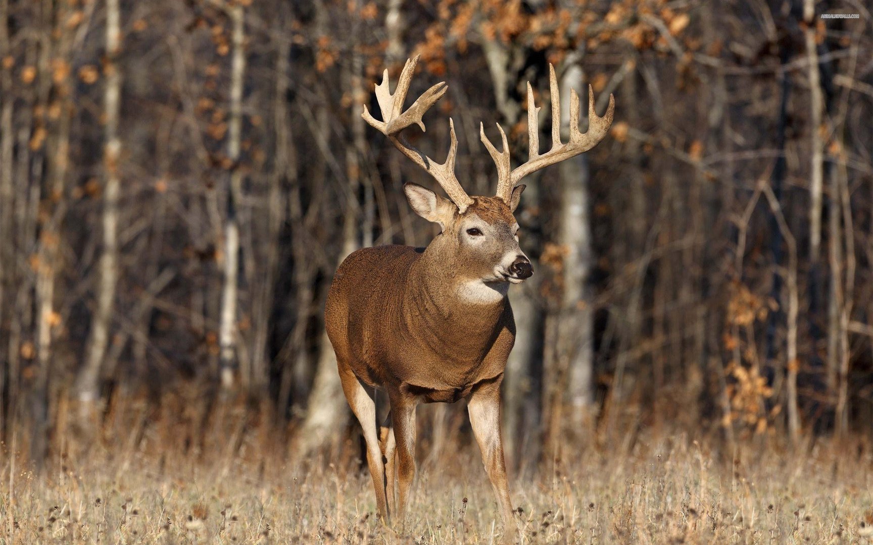 Buck Background.jpg