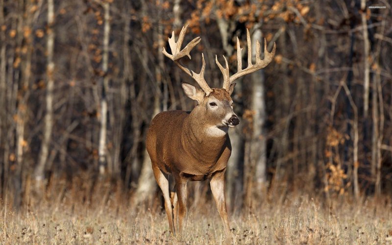 Buck
