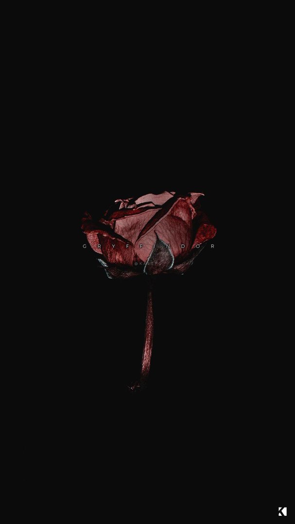 Black Rose Aesthetic Wallpapers.jpg