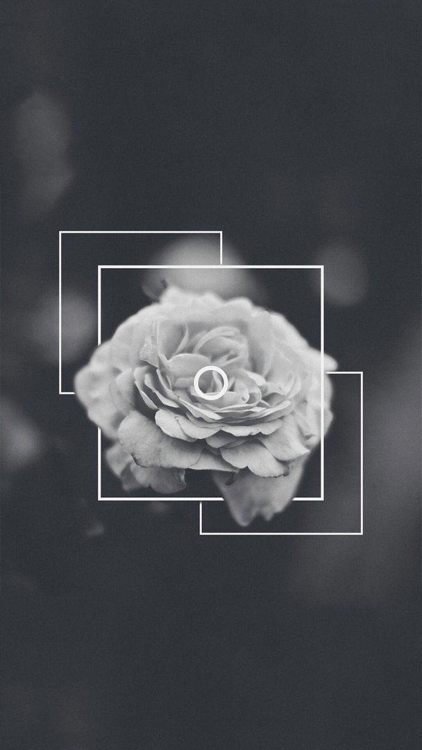 Black Rose Aesthetic Pictures.jpg
