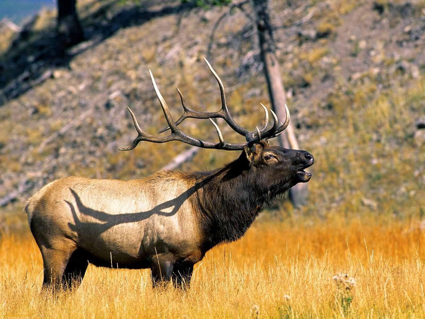 Bull Elk Wallpapers.jpg