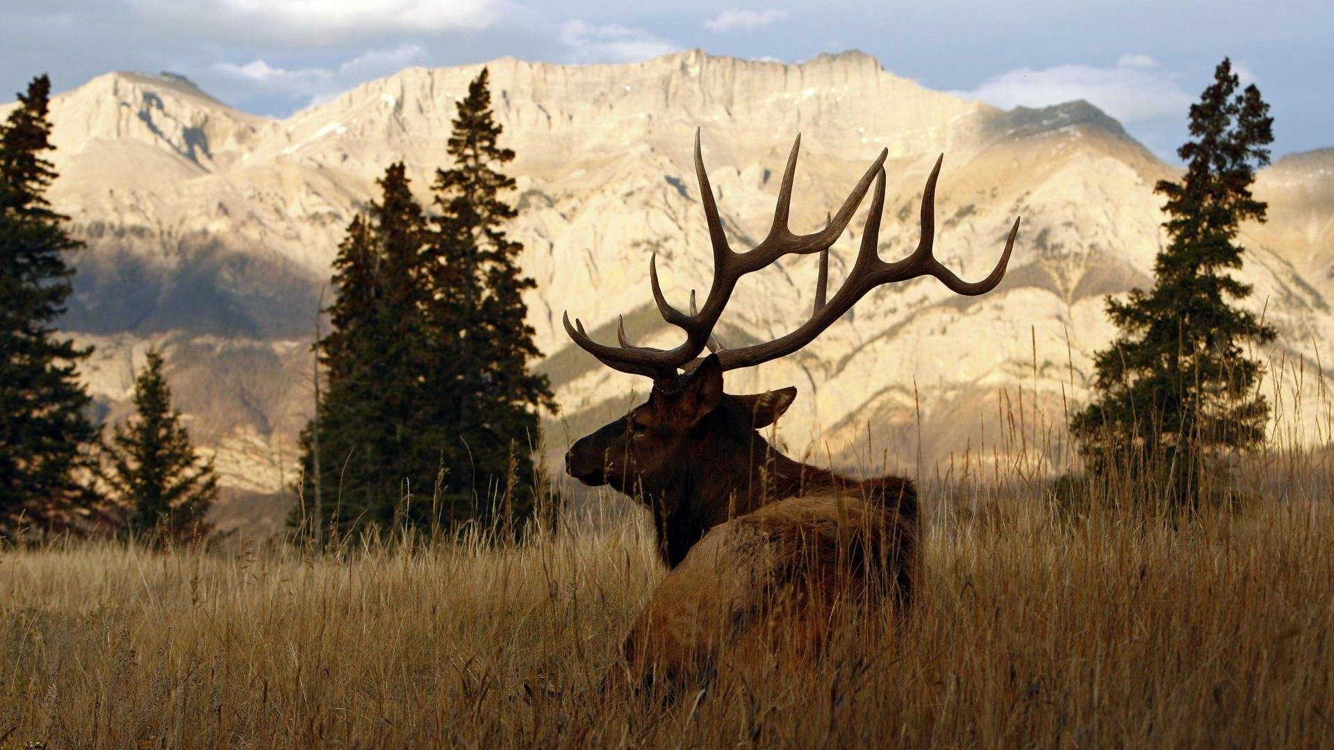 Bull Elk Images.jpg