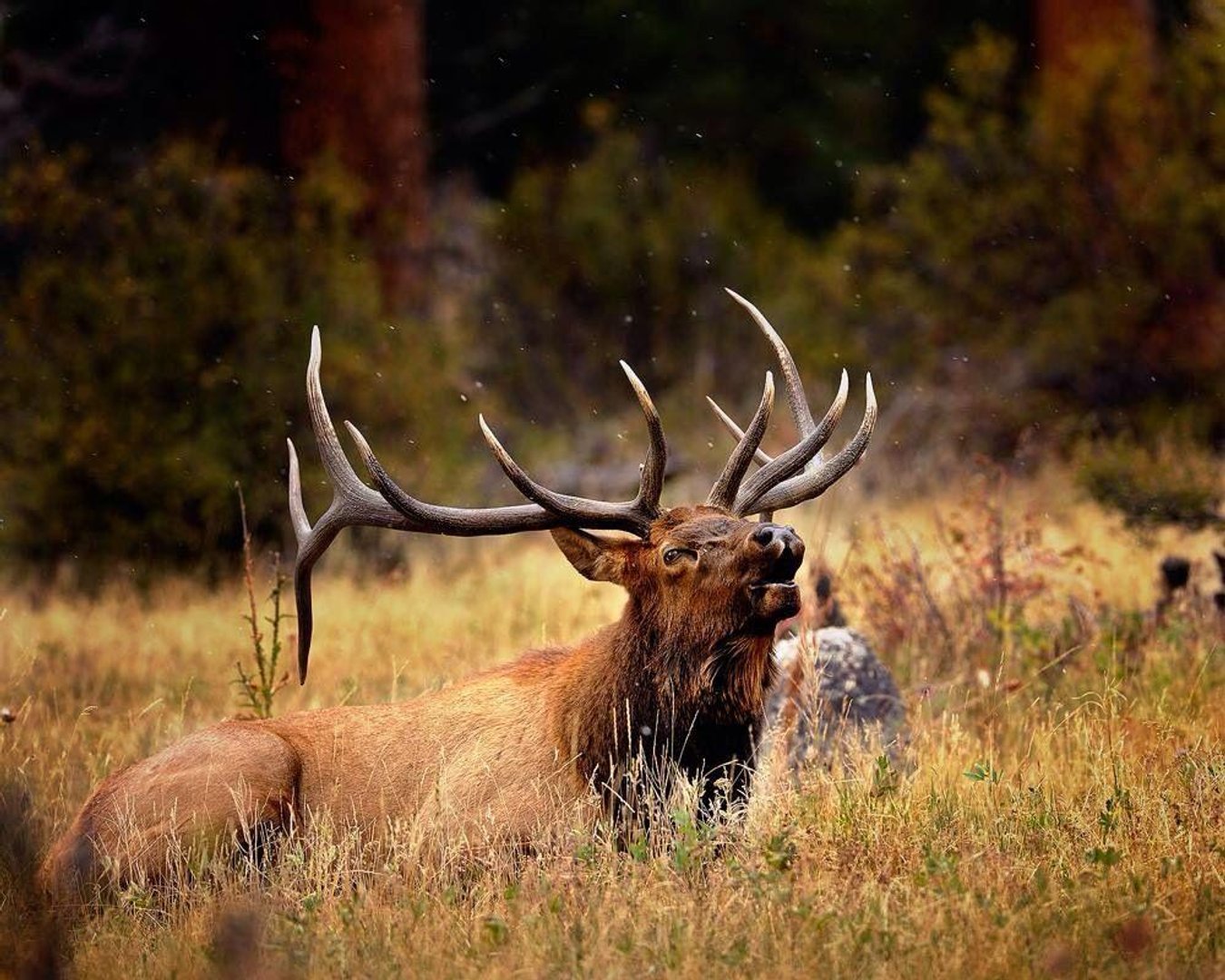Bull Elk Pictures.jpg