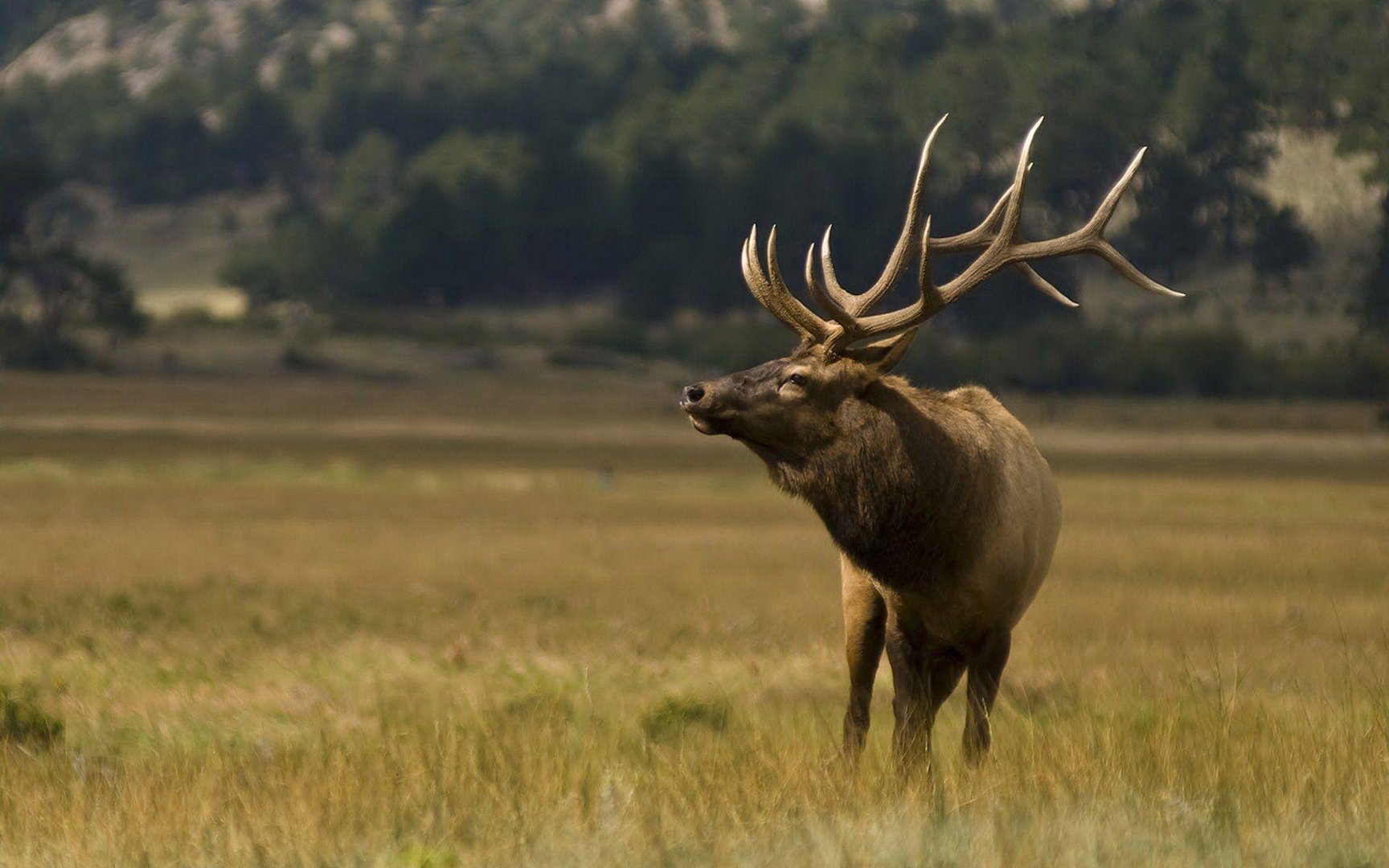 Bull Elk Wallpaper.jpg