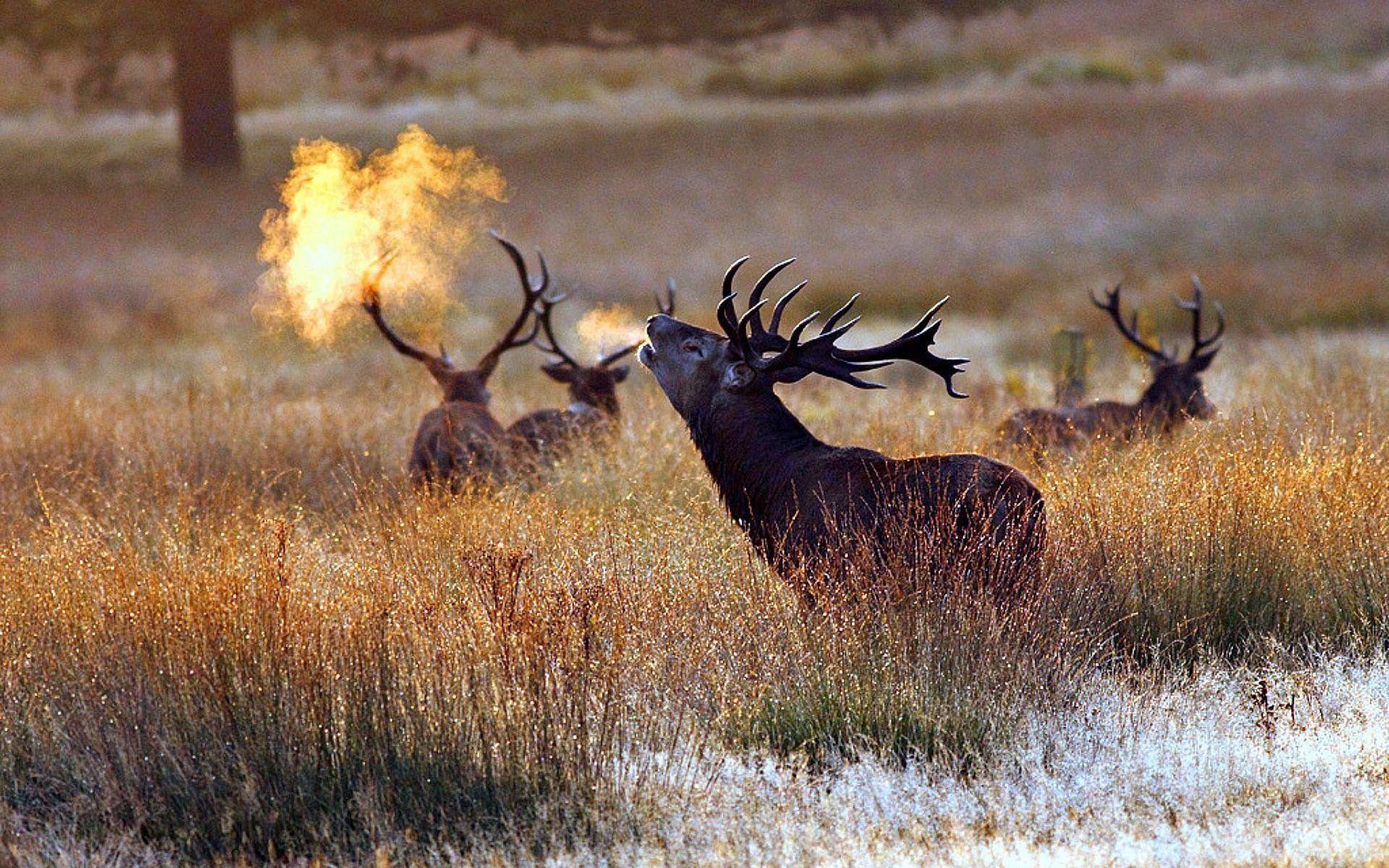 Bull Elk Background.jpg