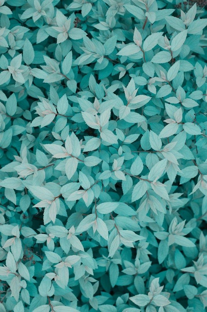 Turquoise Aesthetic Pictures.jpg