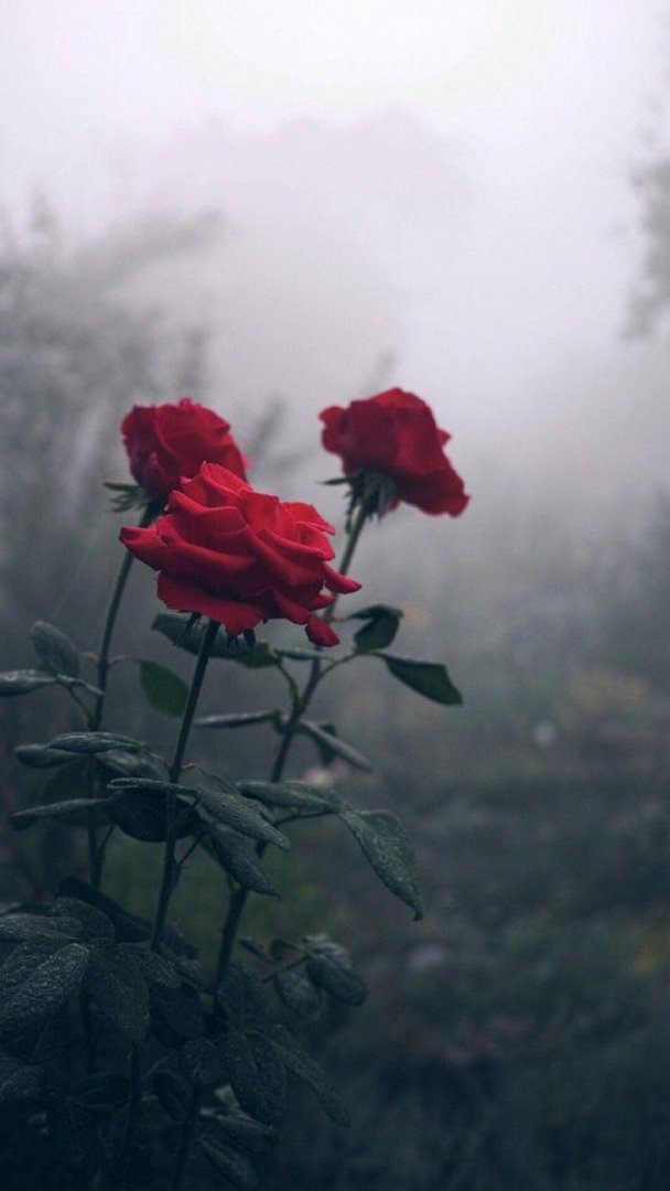 Aesthetic Rose Images.jpg