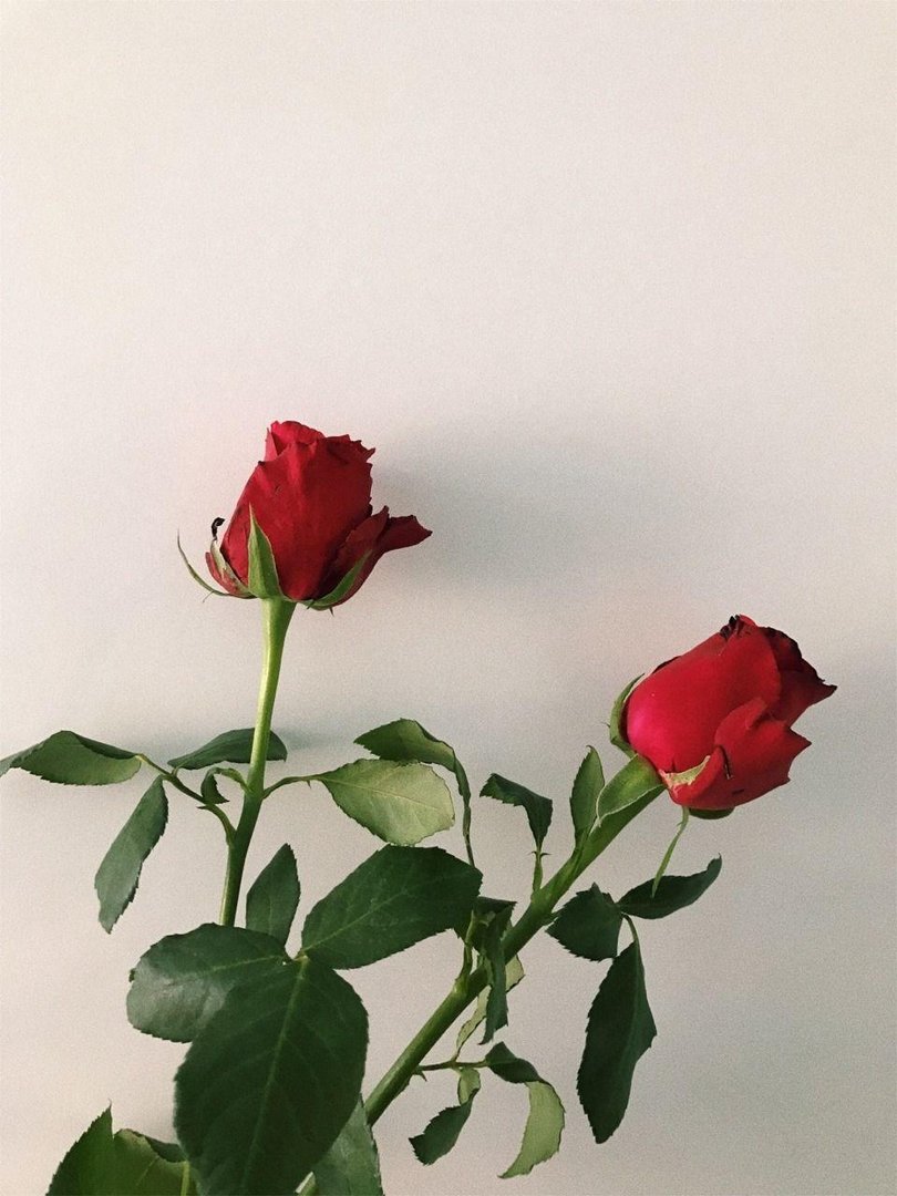 Aesthetic Rose Pictures.jpg