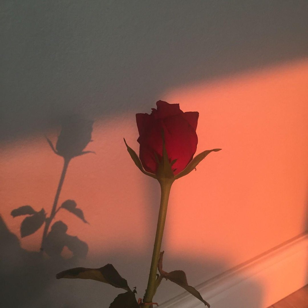 Aesthetic Rose Wallpaper.jpg