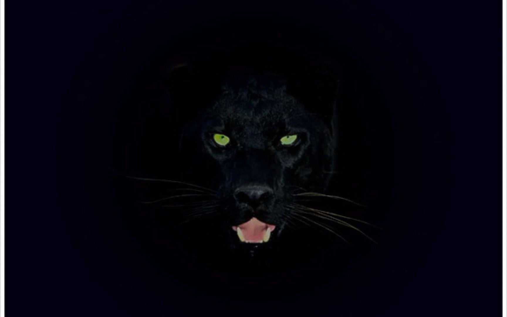 Black Panther Animal Wallpapers.jpg