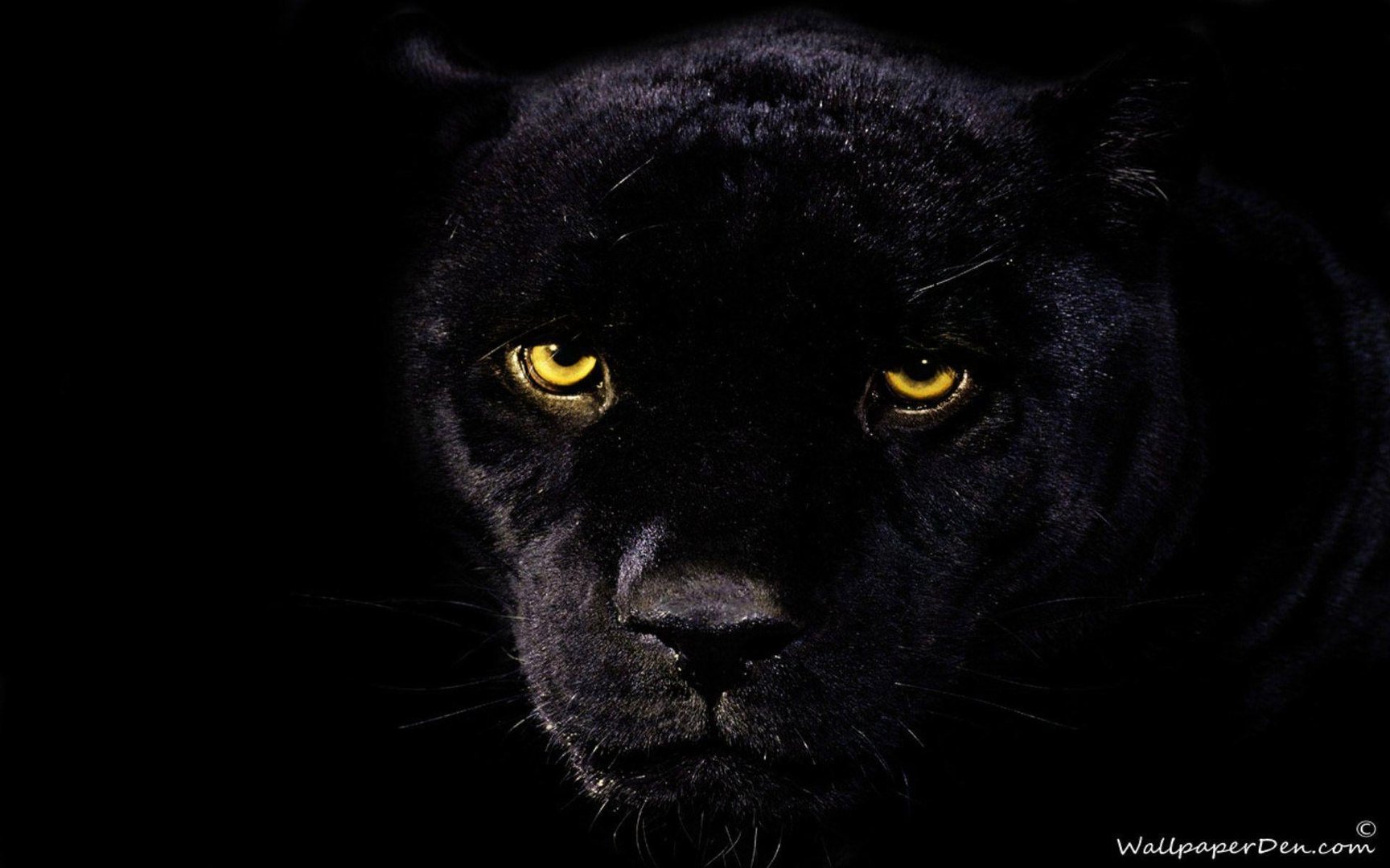 Black Panther Animal Images.jpg