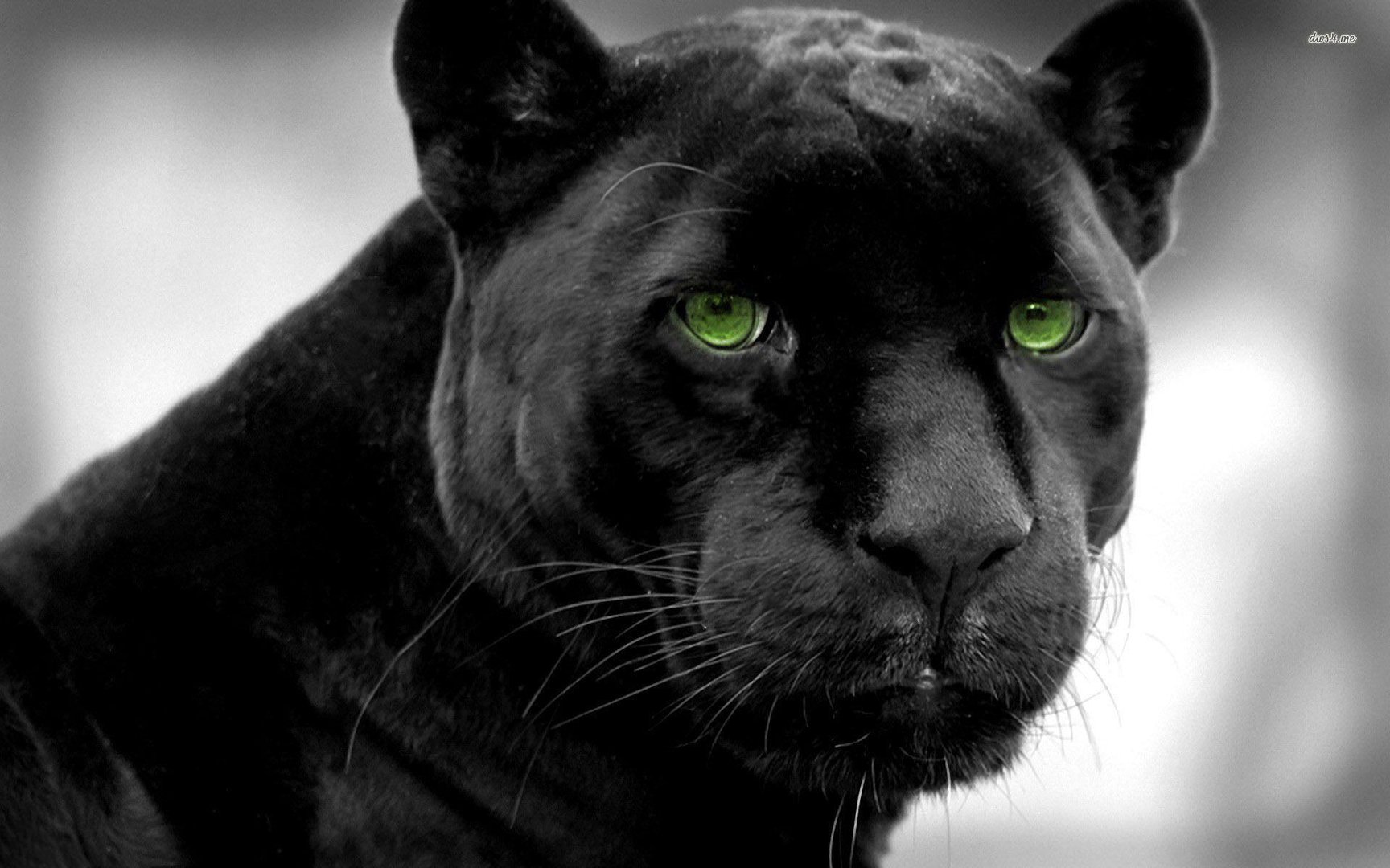 Black Panther Animal Pictures.jpg