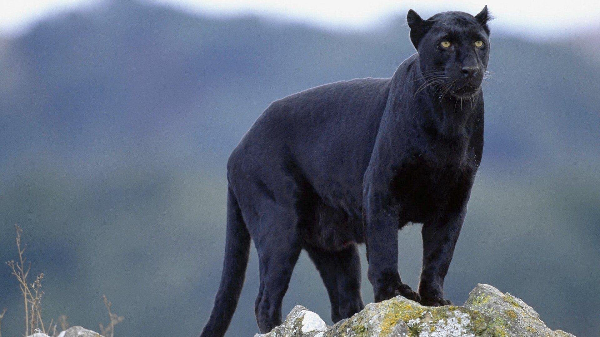 Black Panther Animal Background.jpg