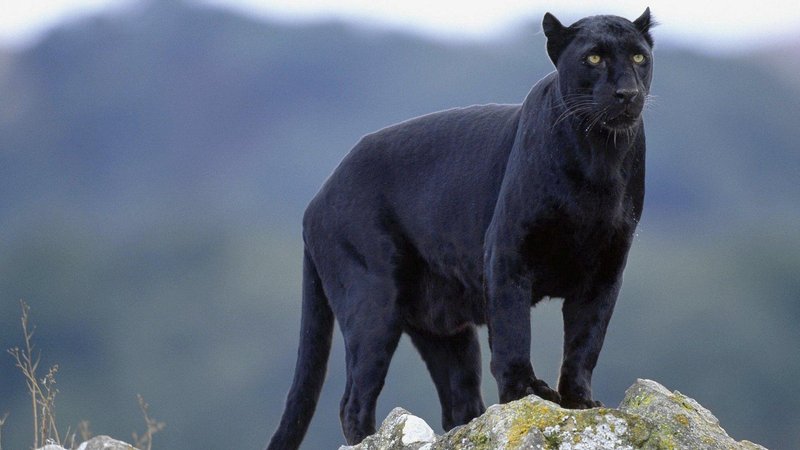 Black Panther Animal
