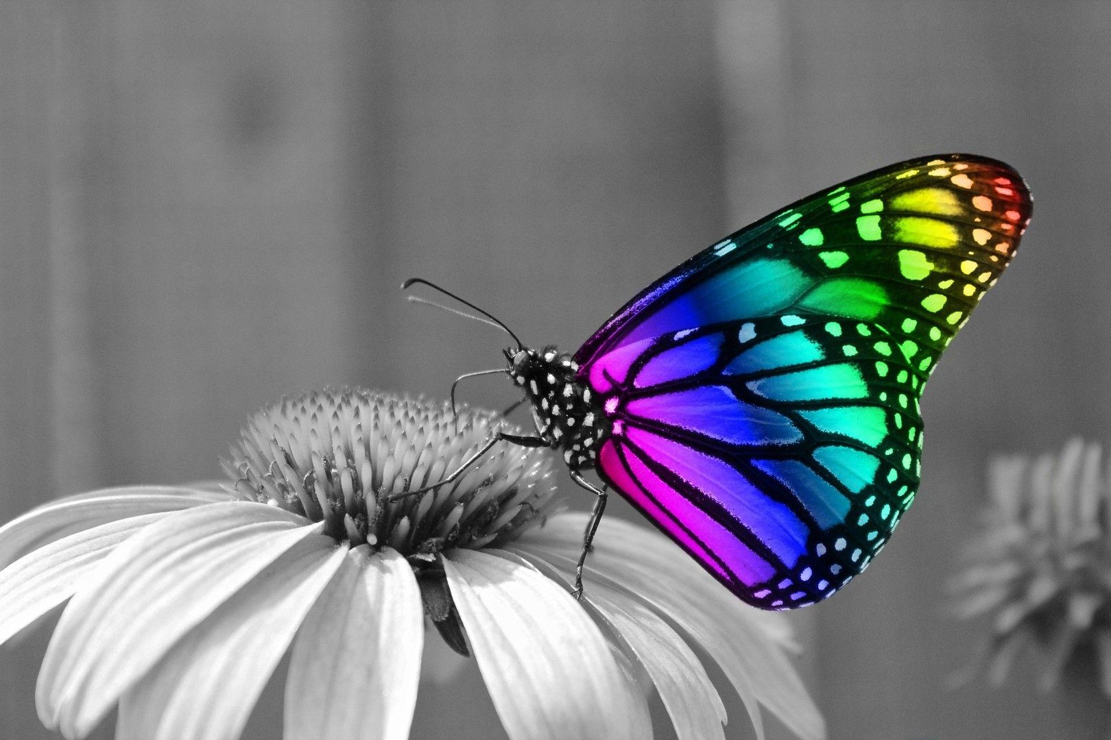 Butterfly Desktop Images.jpg