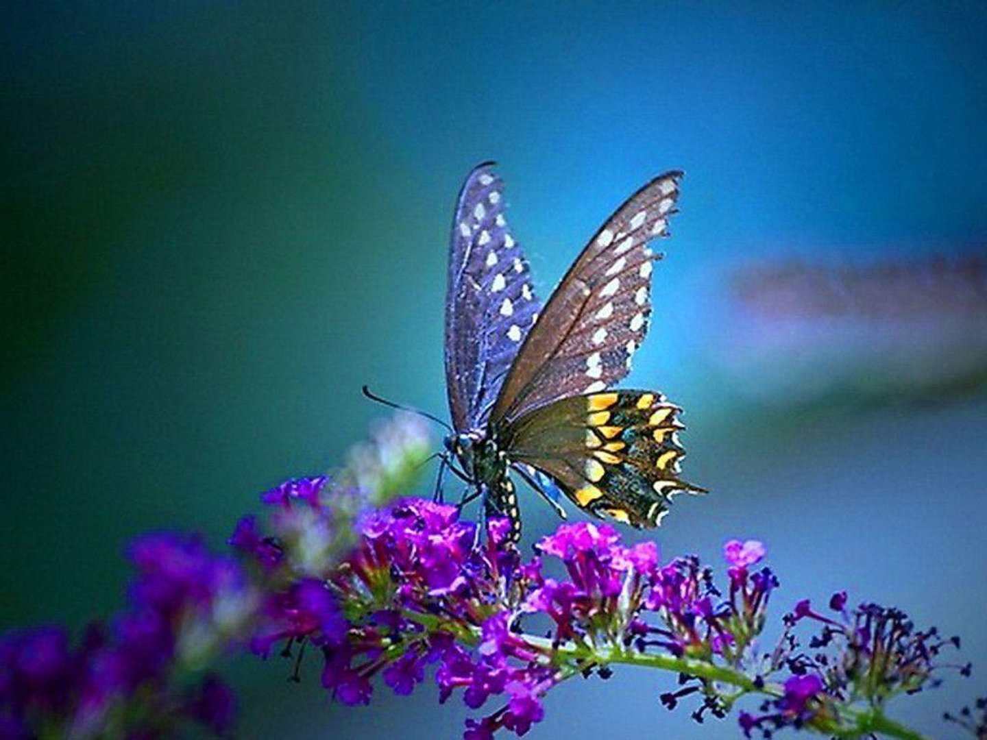 Butterfly Desktop Background.jpg