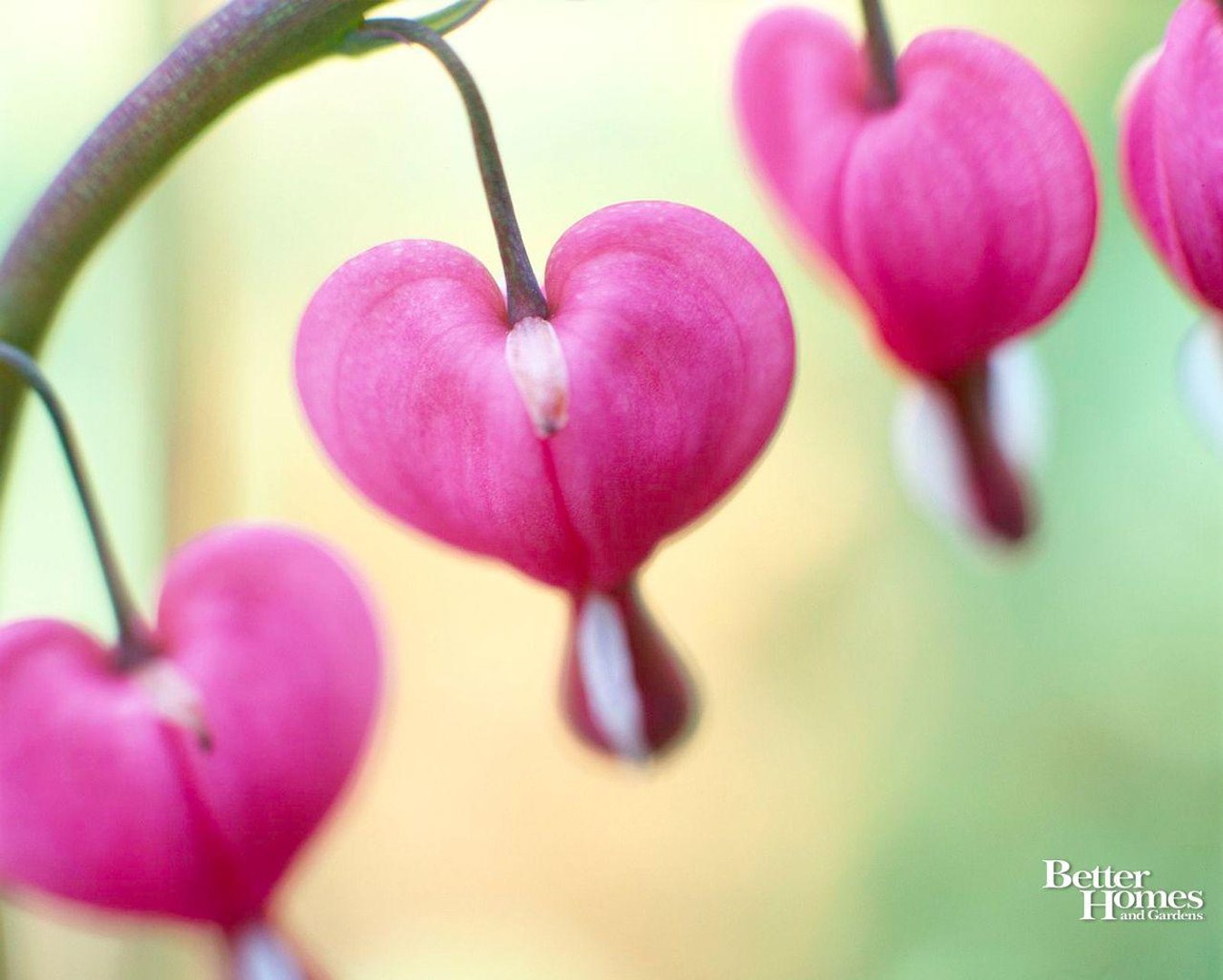 Valentine's Day Desktop Wallpapers.jpg
