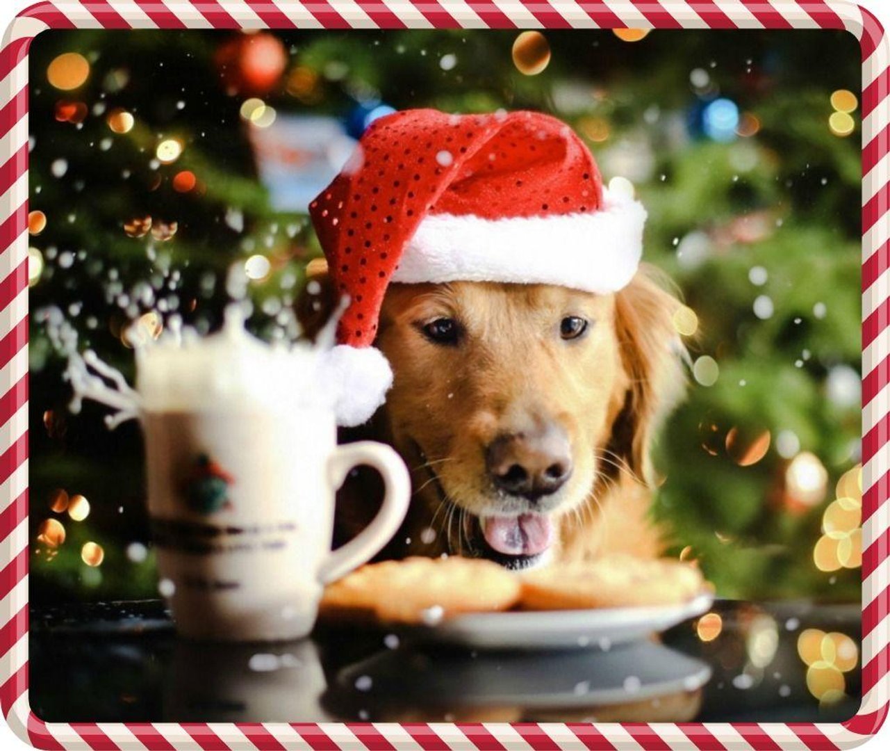 Christmas Dog Wallpapers.jpg