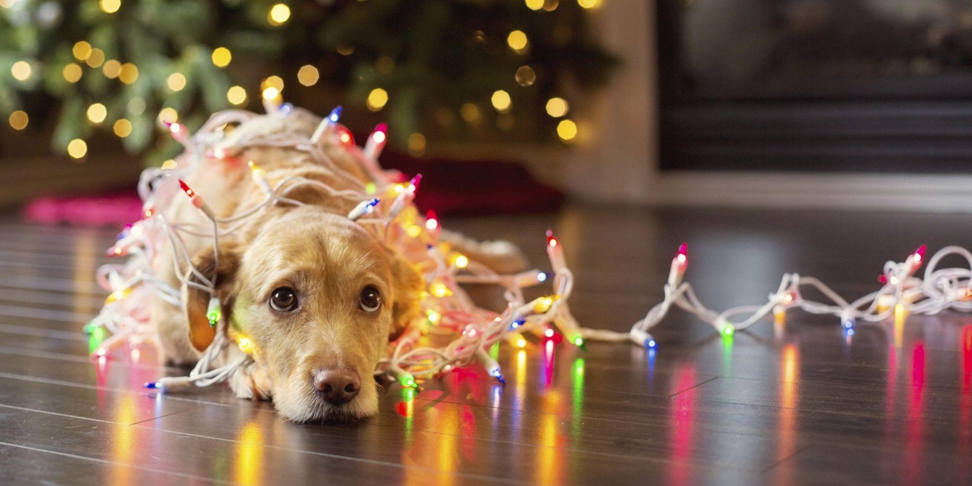 Christmas Dog Images.jpg