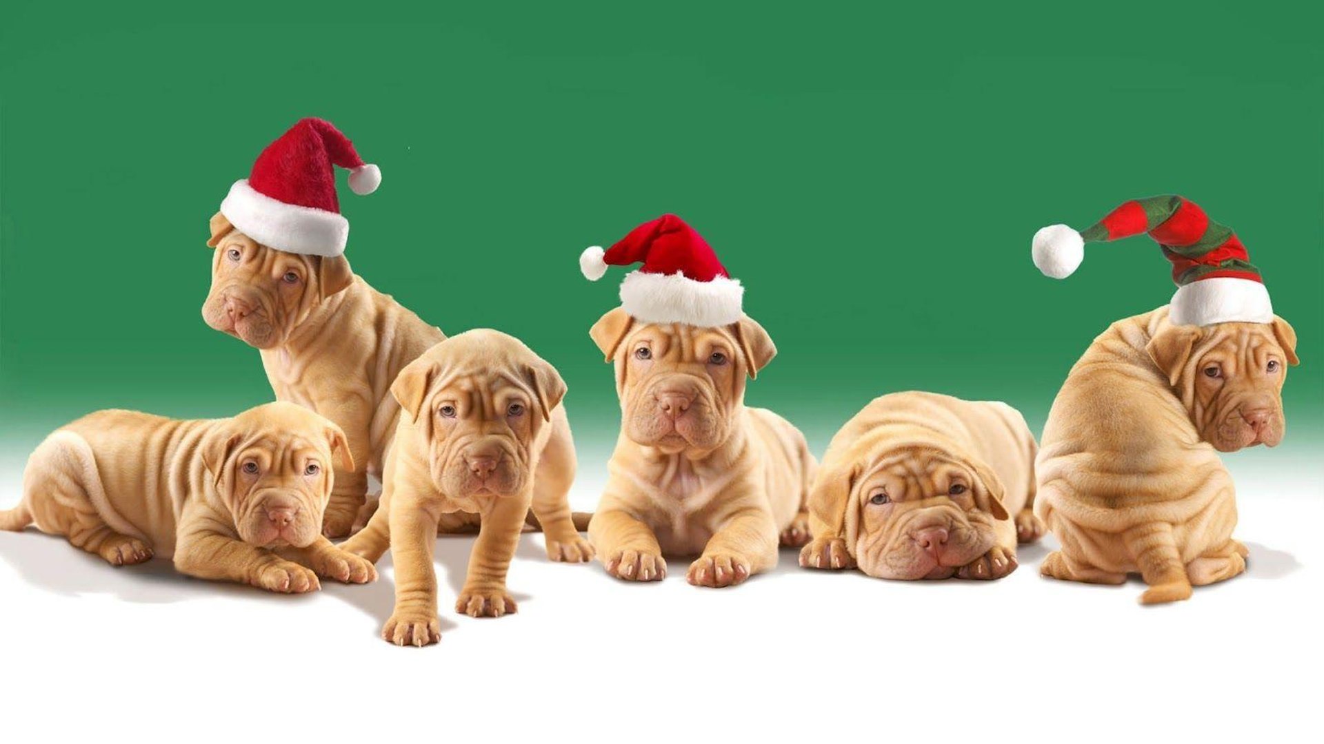 Christmas Dog Pictures.jpg