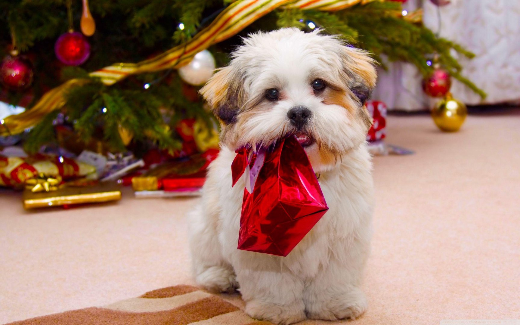 Christmas Dog Wallpaper.jpg