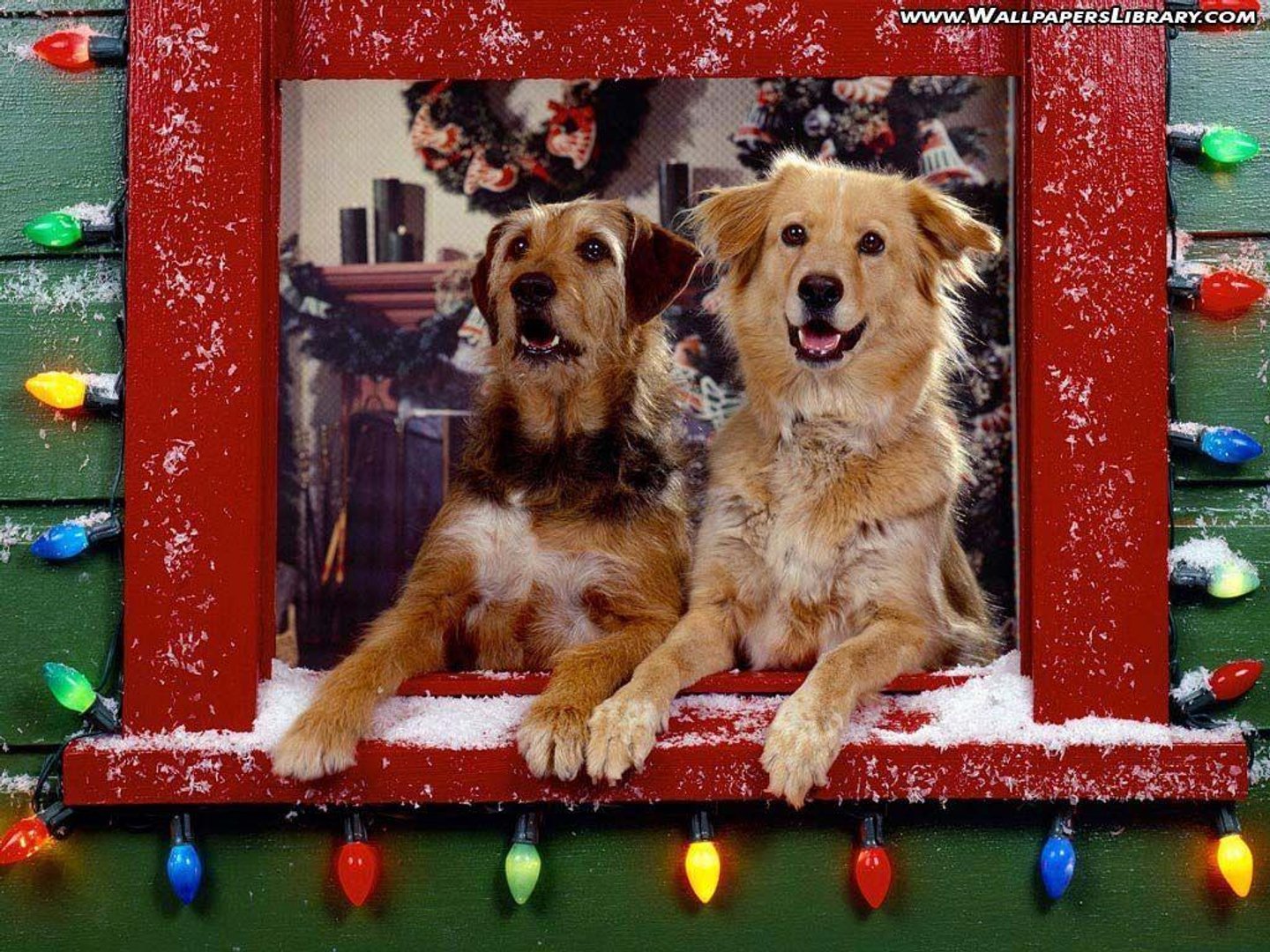 Christmas Dog Background.jpg