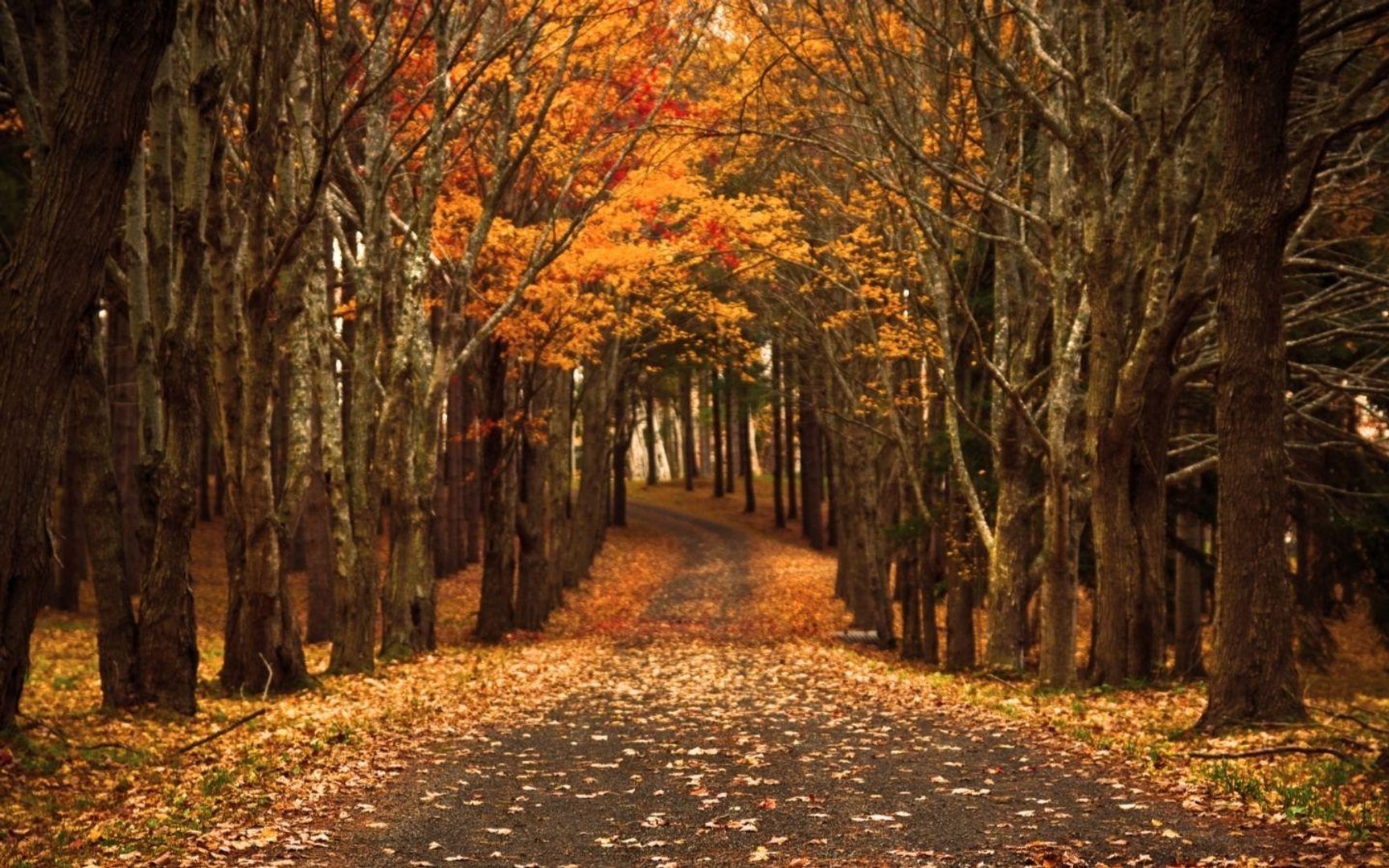 Autumn MacBook Wallpapers.jpg