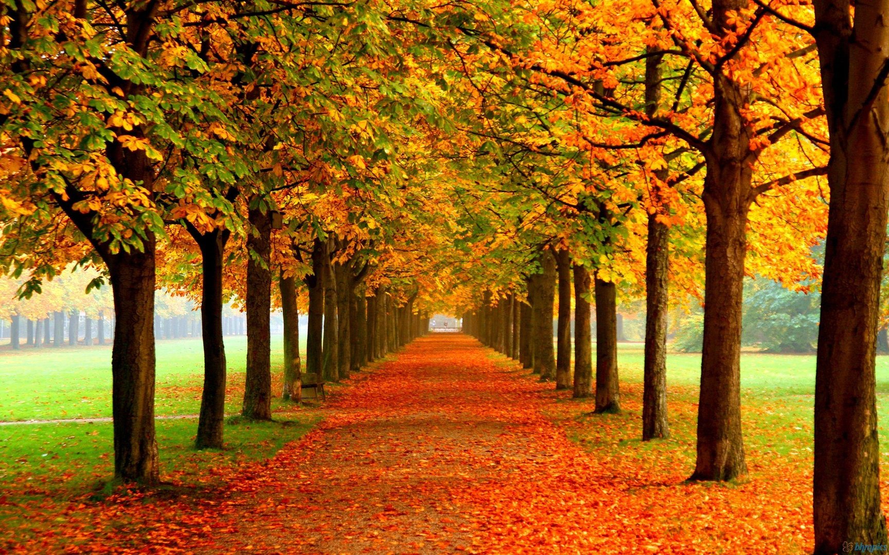 Autumn MacBook Images.jpg