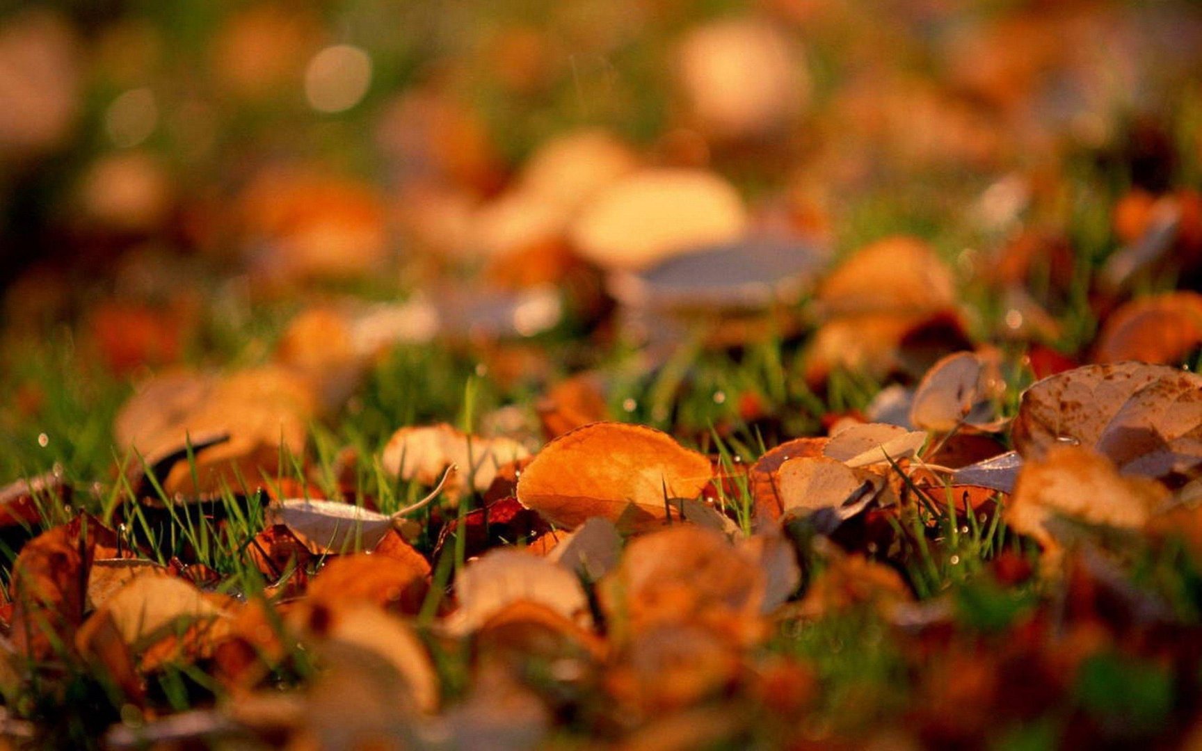 Autumn MacBook Pictures.jpg