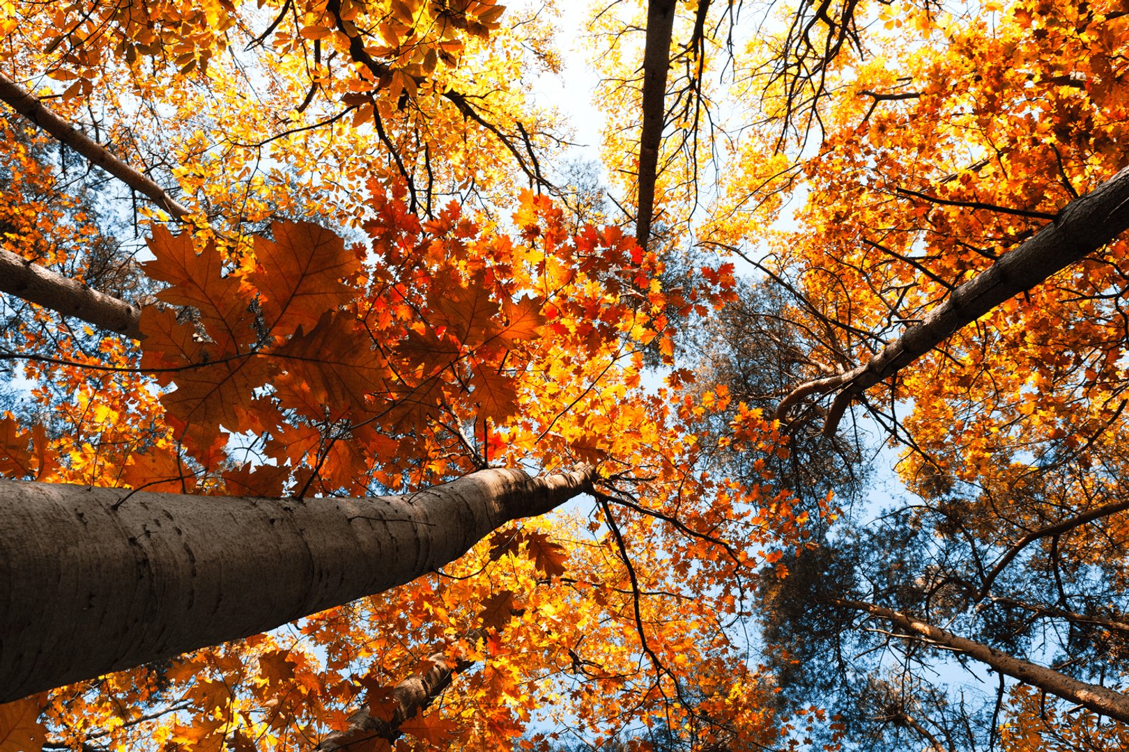 Autumn MacBook Background.png