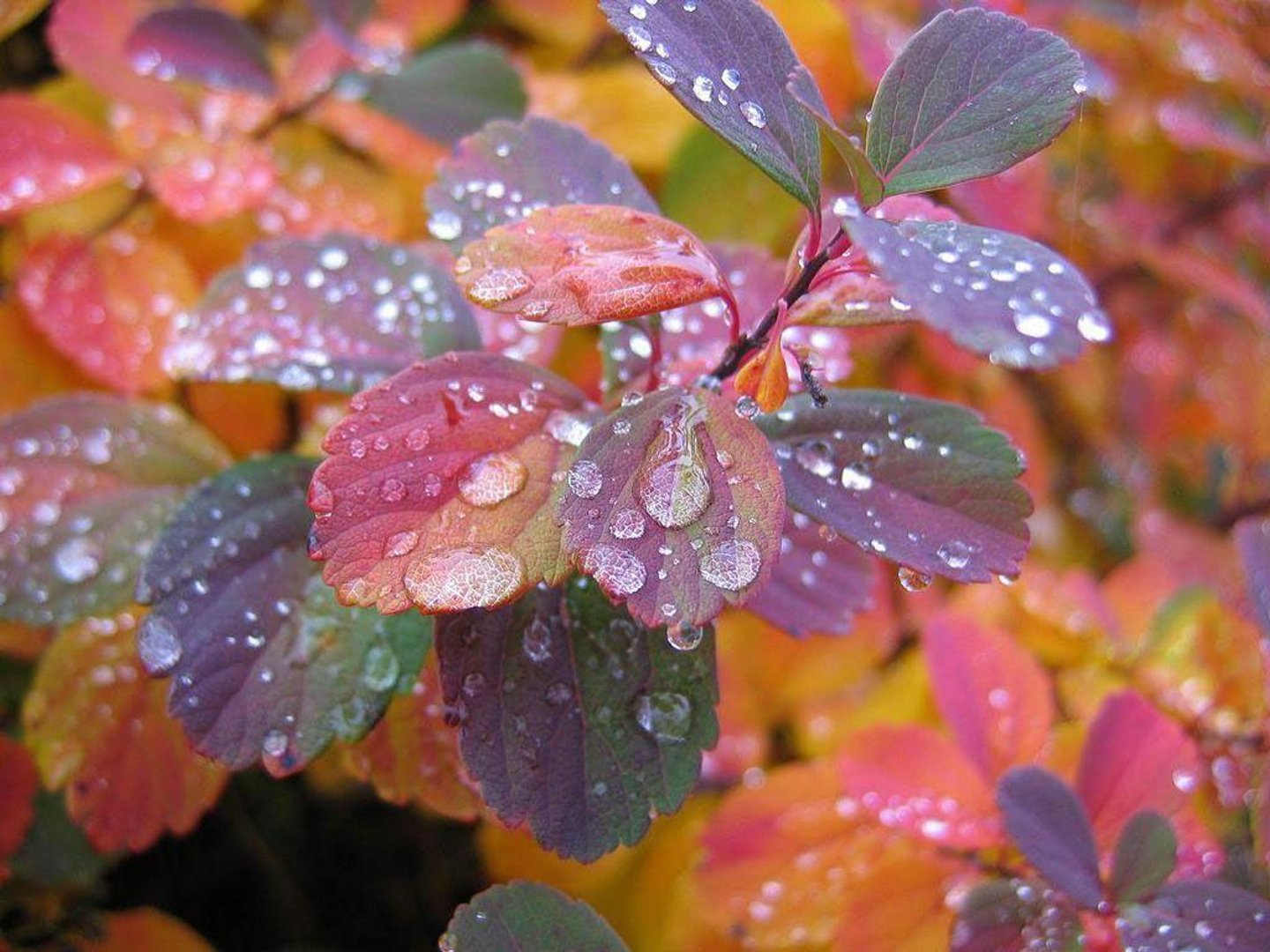 Most Beautiful Rain Wallpapers.jpg
