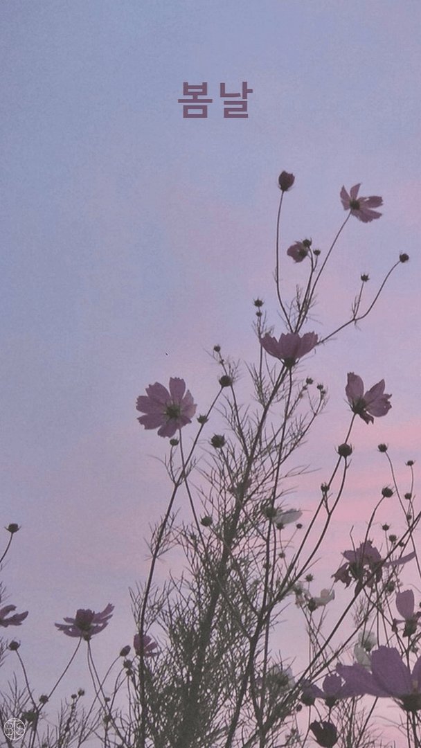 Korean Aesthetic Pictures.png