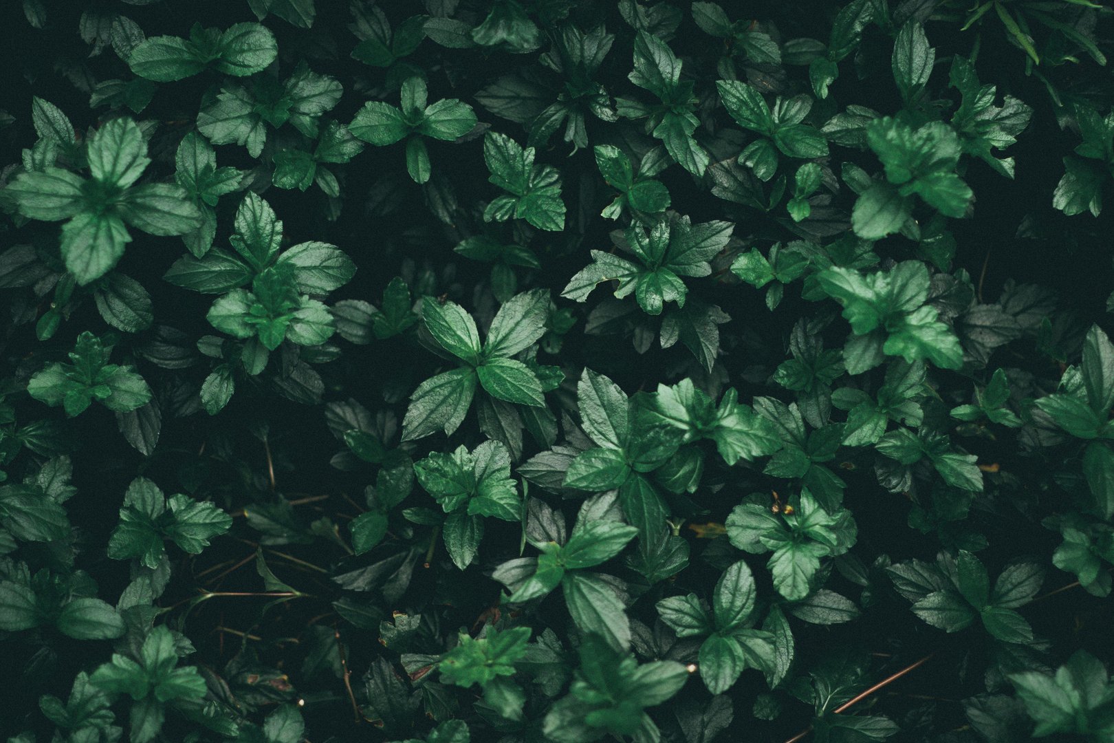 Green Aesthetic Laptop Images.jpg