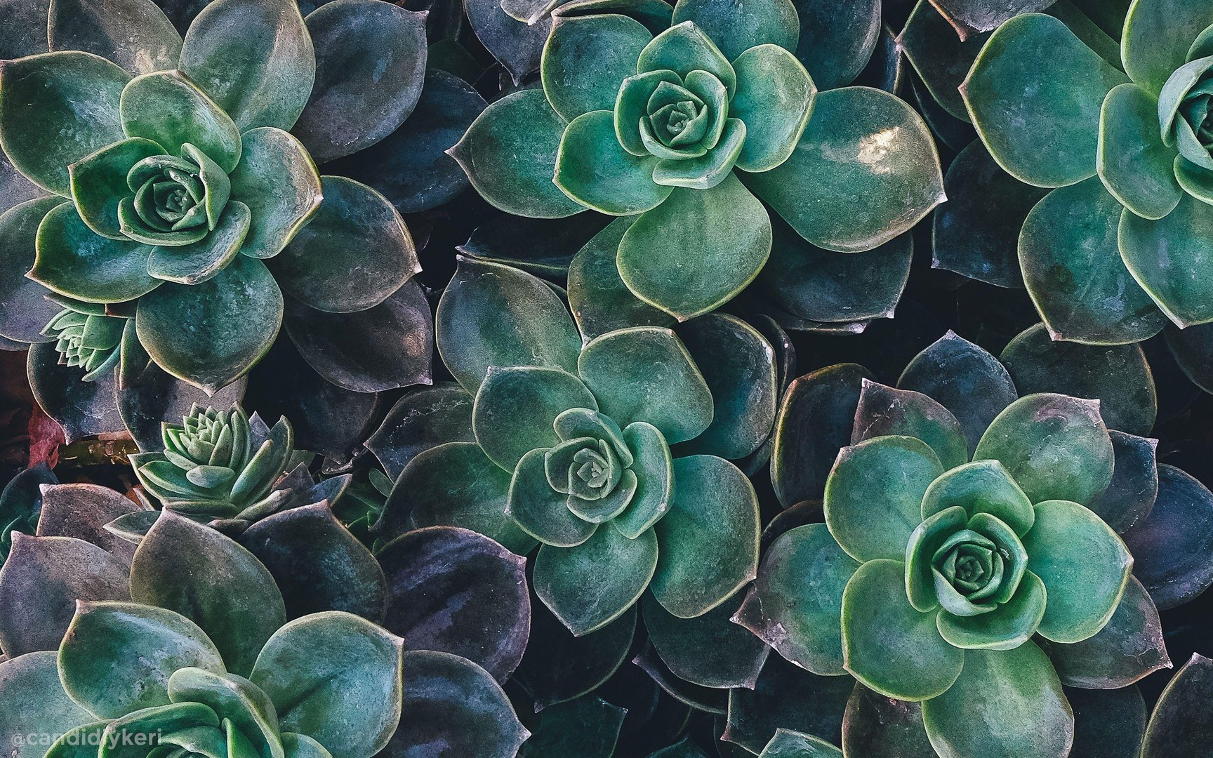 Green Aesthetic Laptop Pictures.jpg