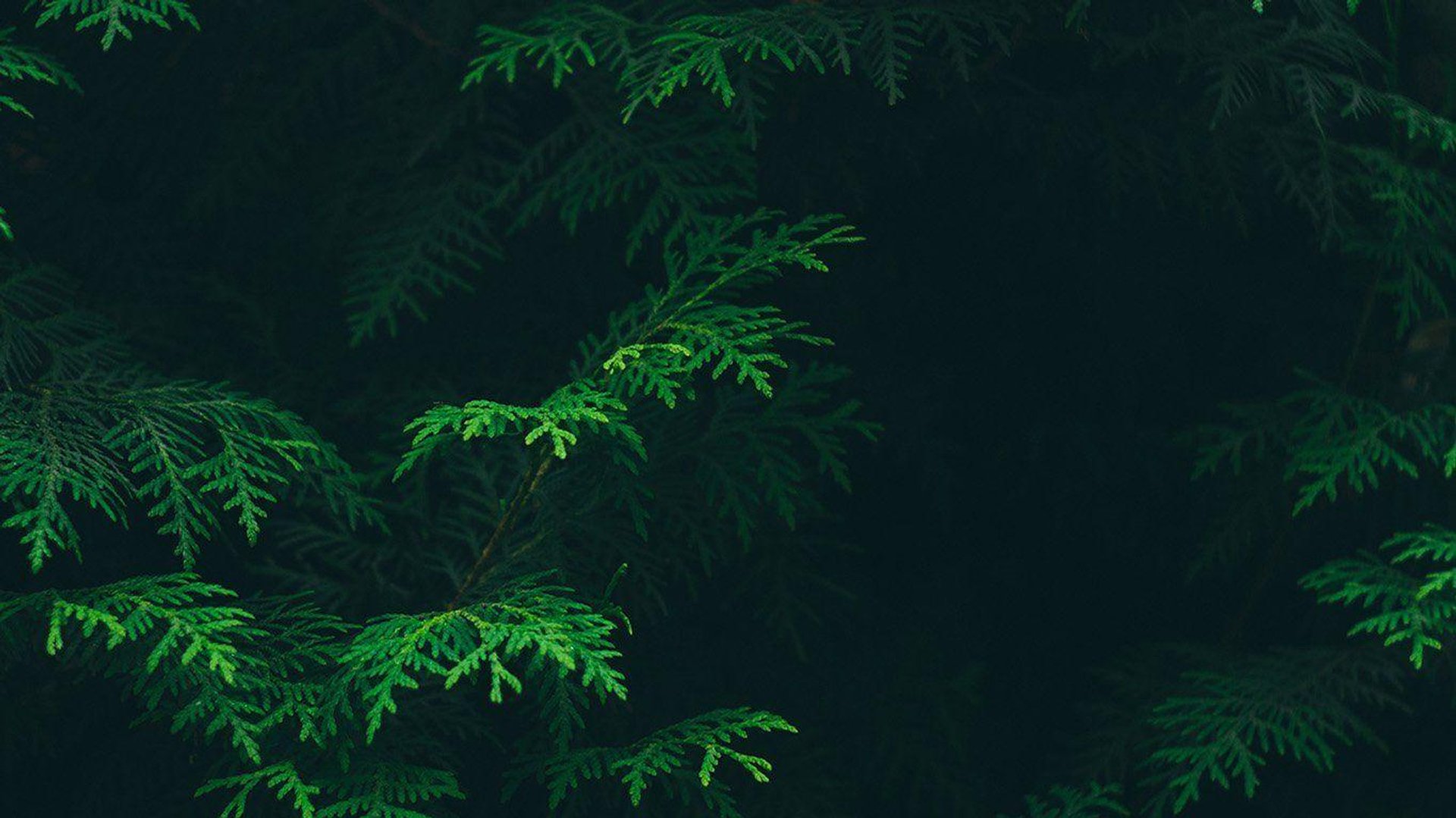 Green Aesthetic Laptop Wallpaper.jpg