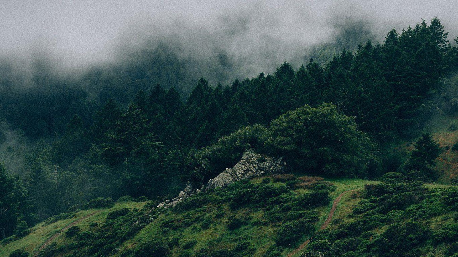 Green Aesthetic Laptop Background.jpg