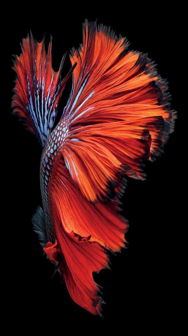 Fish iPhone Wallpapers.jpg