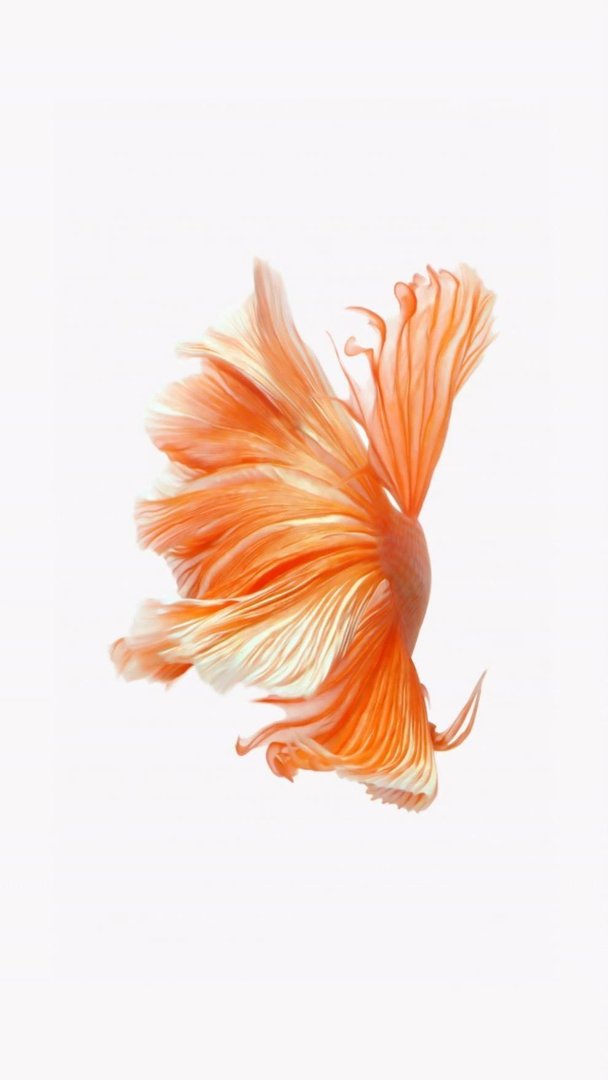 Fish iPhone Images.jpg