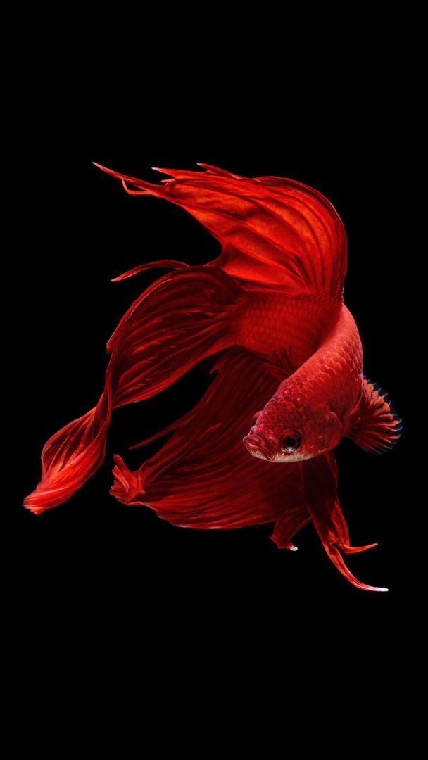 Fish iPhone Pictures.jpg