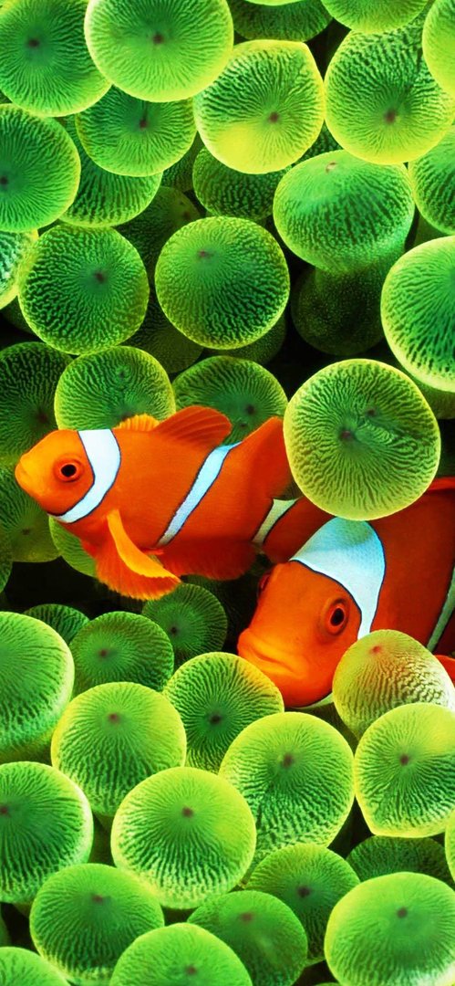 Fish iPhone Wallpaper.jpg
