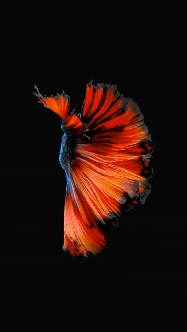 Fish iPhone Background.jpg