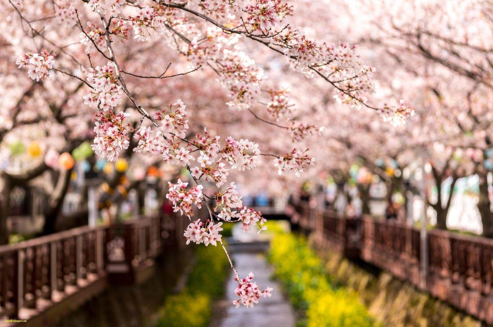 Korea Background.jpg
