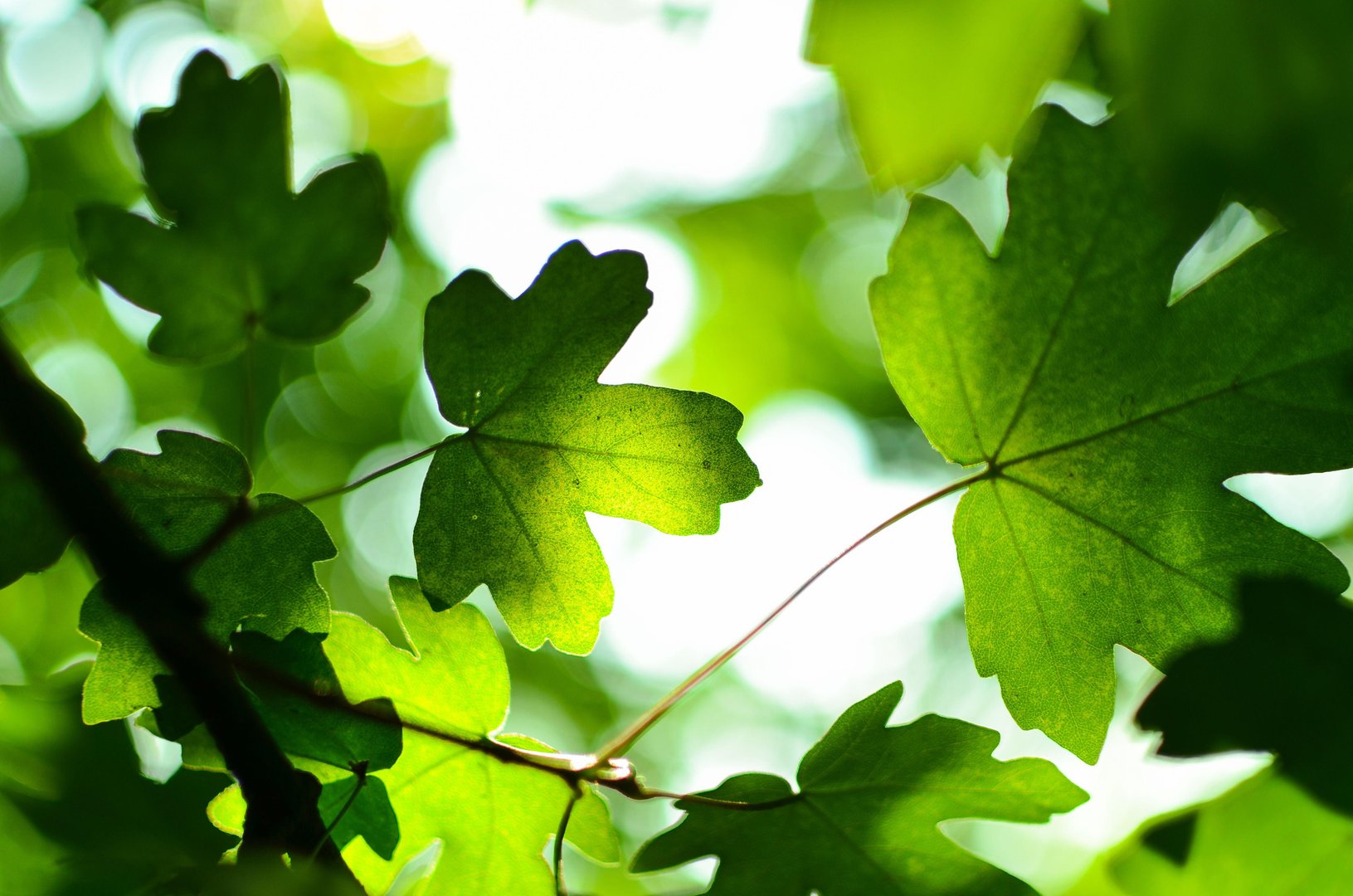 4K Green Wallpapers.jpg