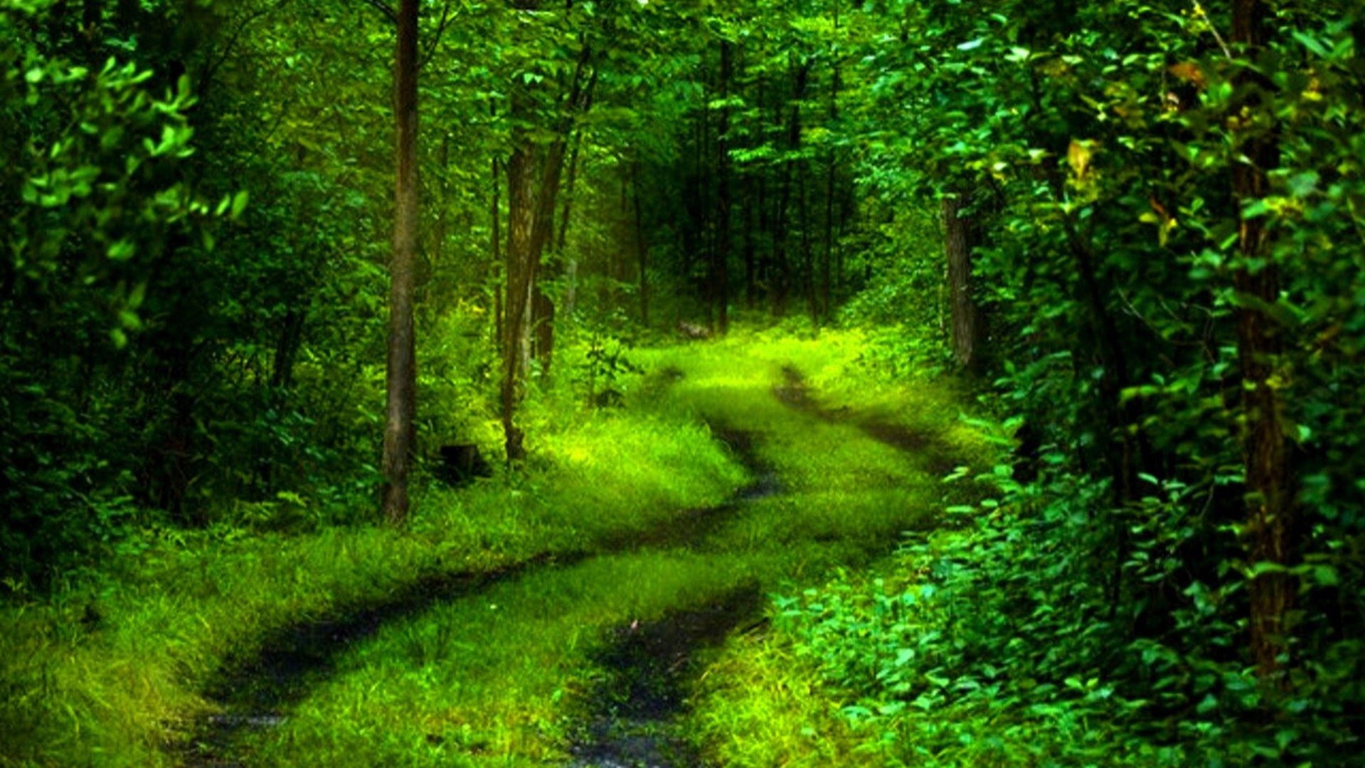 4K Green Images.jpg