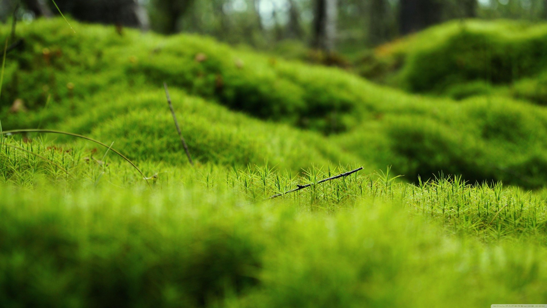 4K Green Pictures.jpg