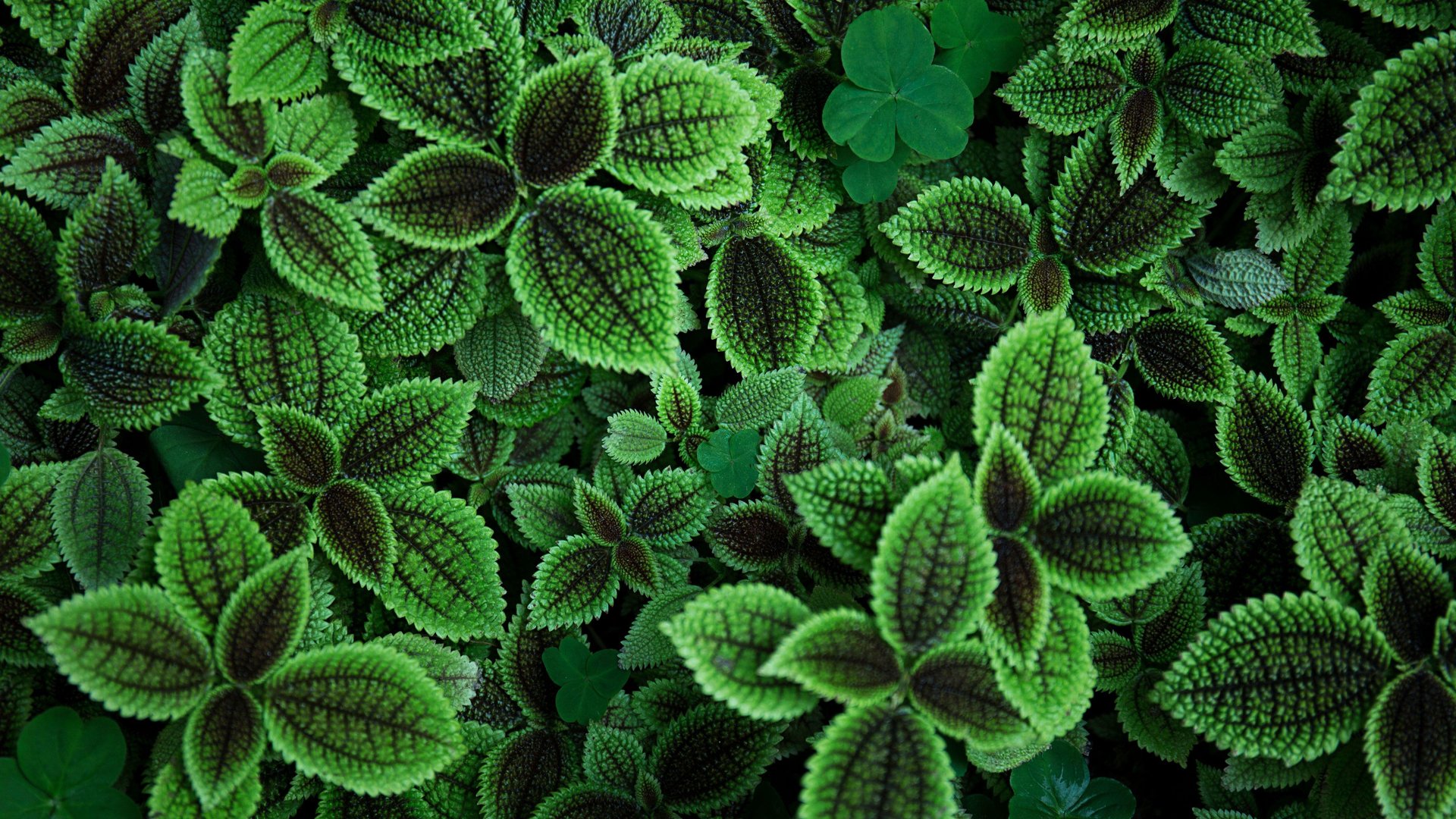 4K Green Background.jpg