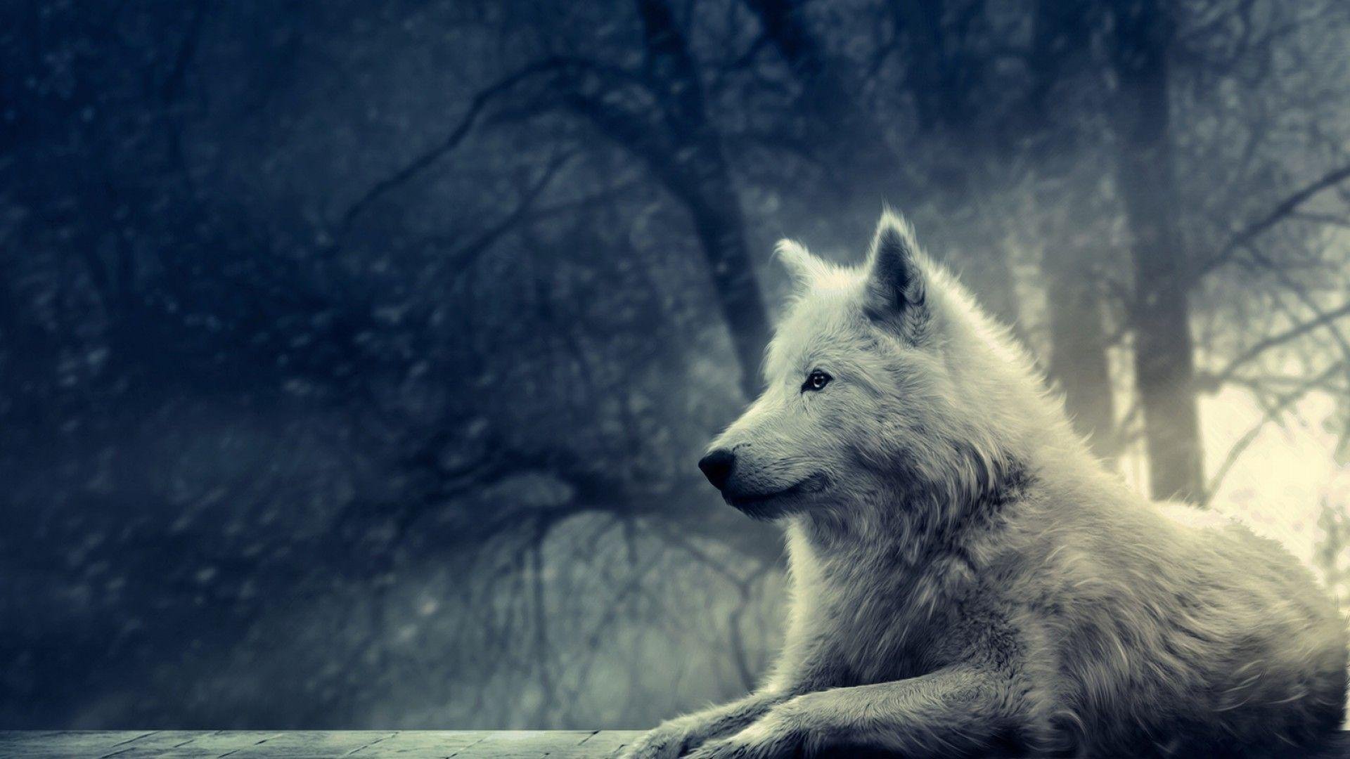 Lone Wolf Wallpapers.jpg