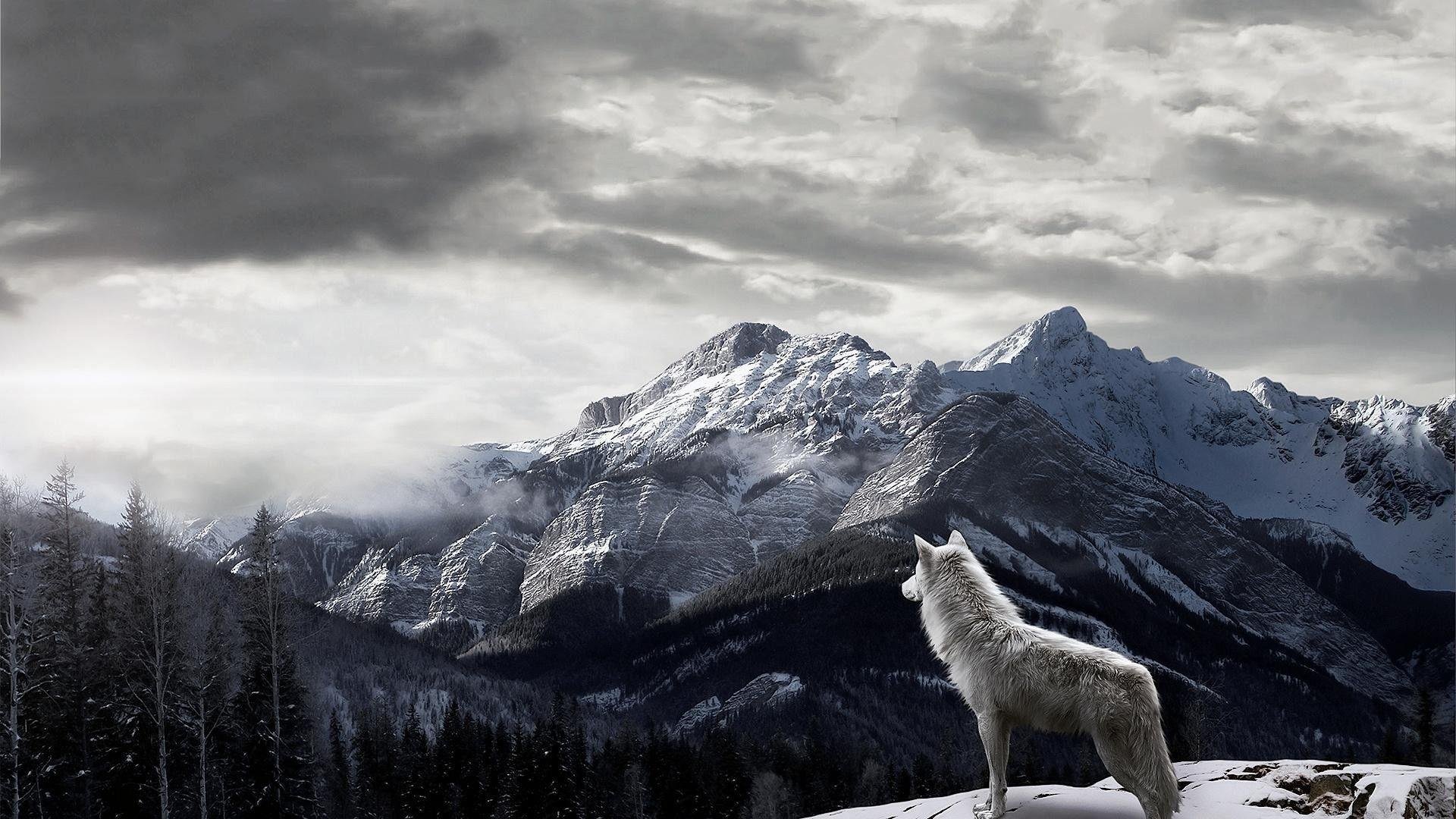 Lone Wolf Images.jpg