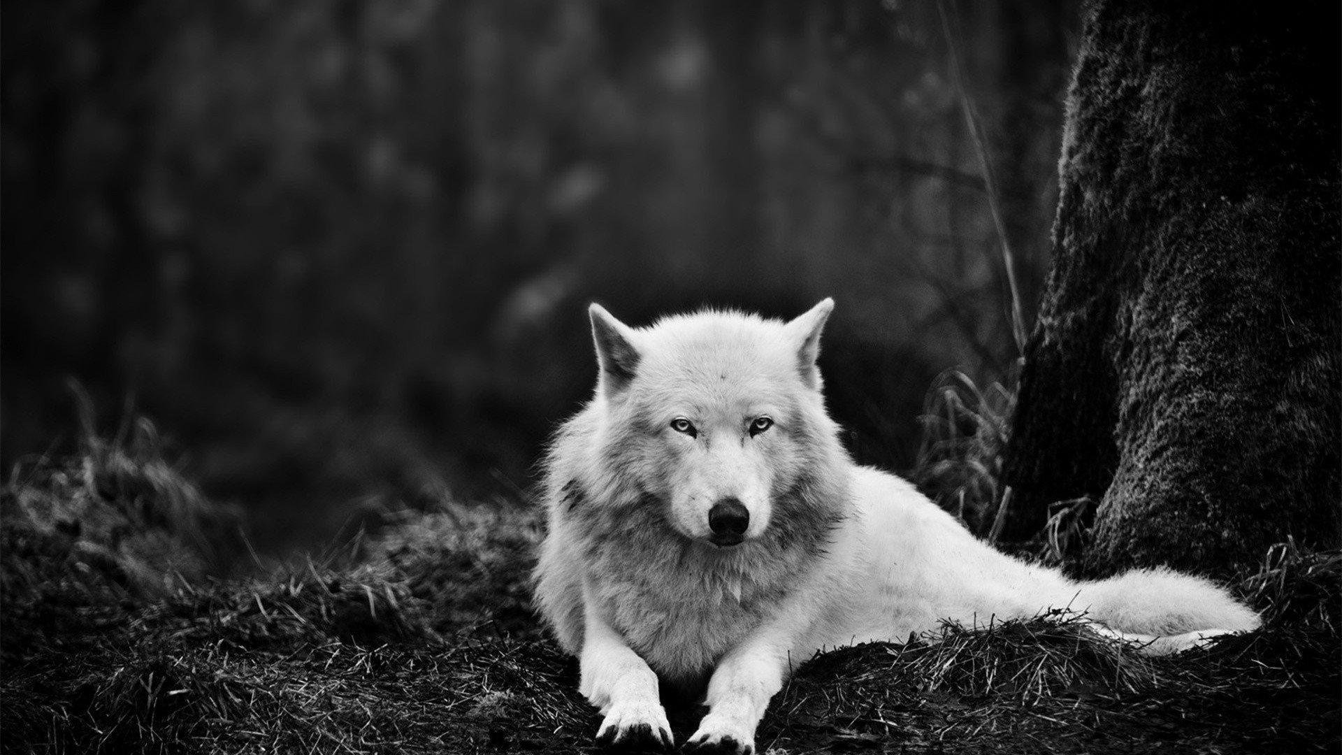 Lone Wolf Pictures.jpg