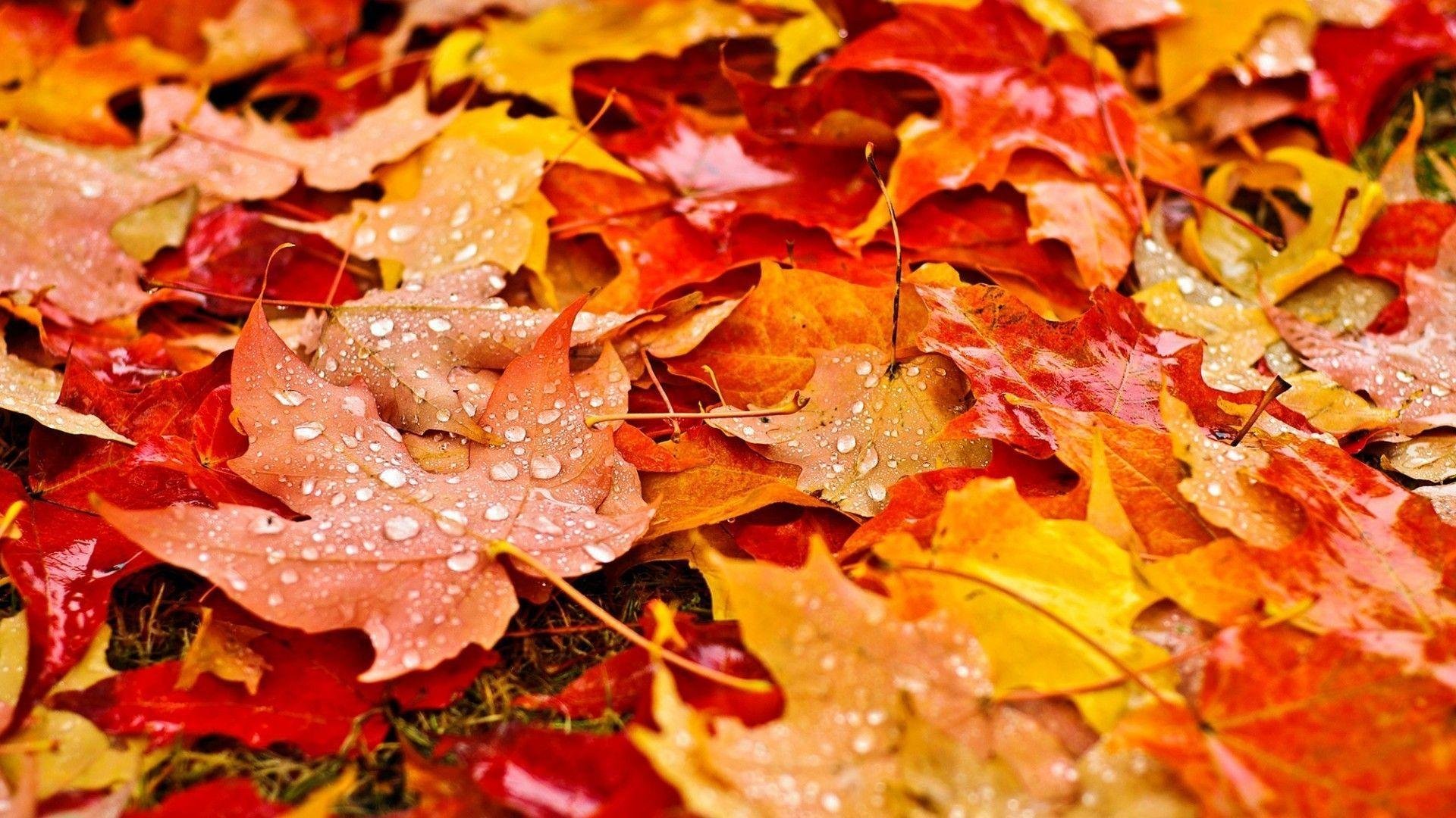 Autumn Leaf Wallpapers.jpg